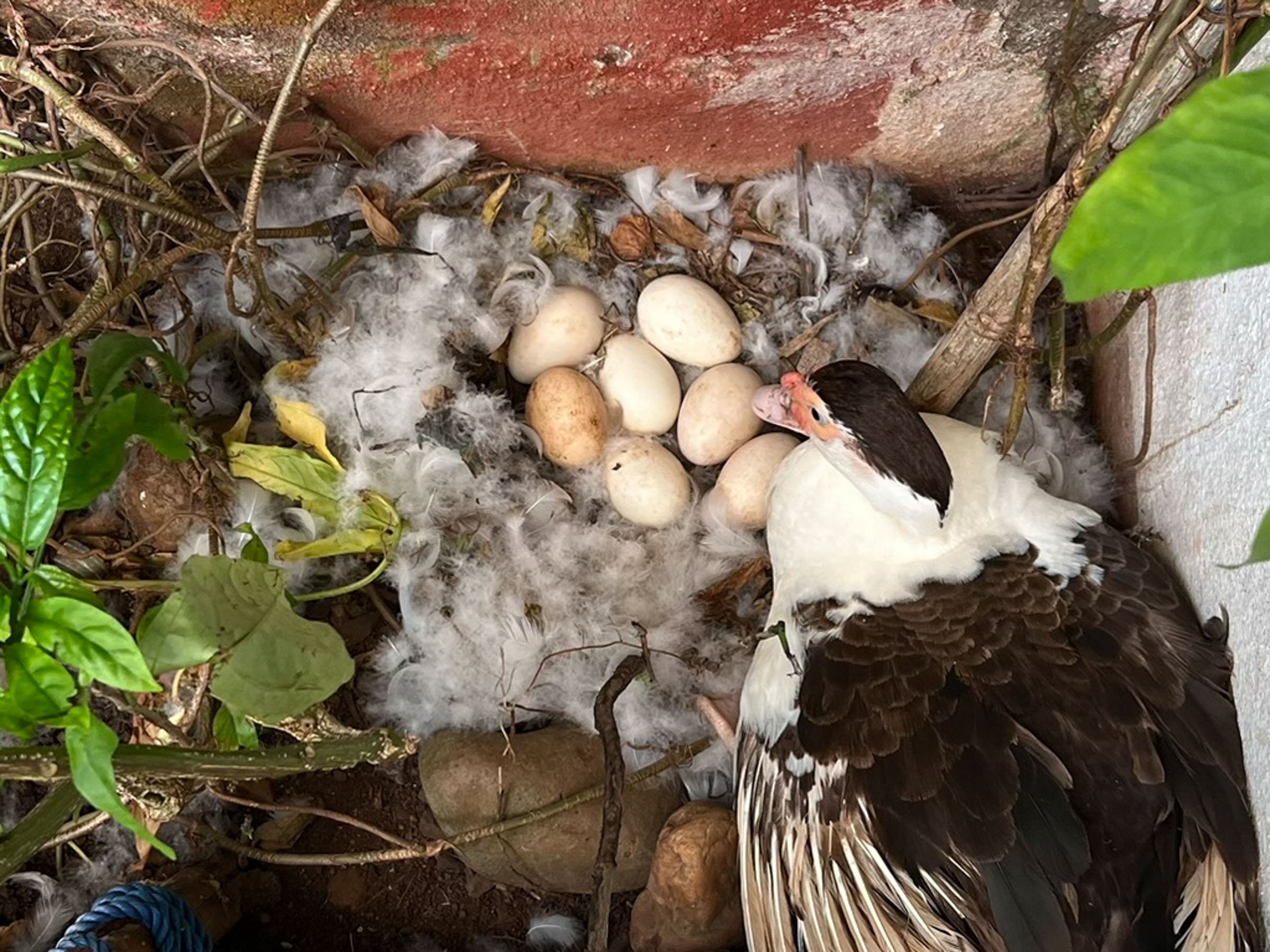   The neighbor’s chicken (goose?)  