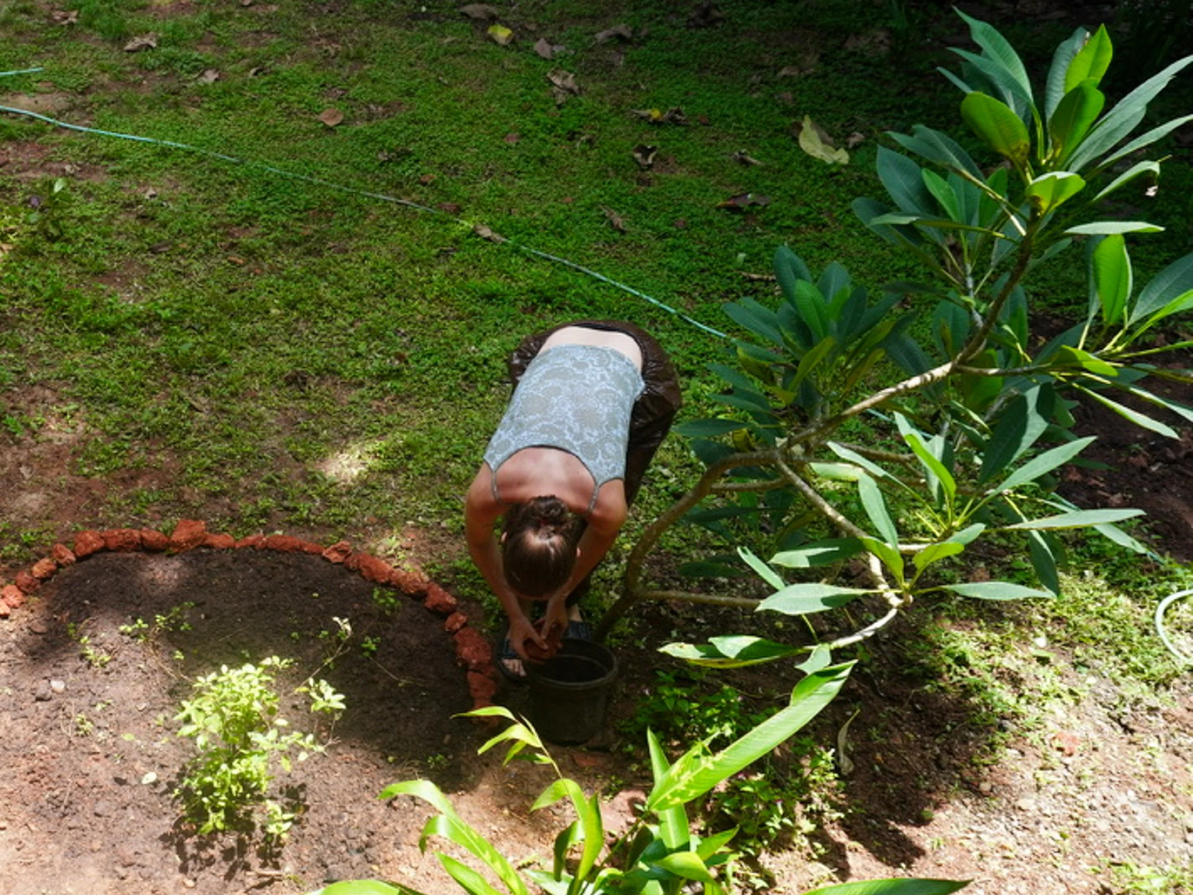   Planting a curry leaf garden  