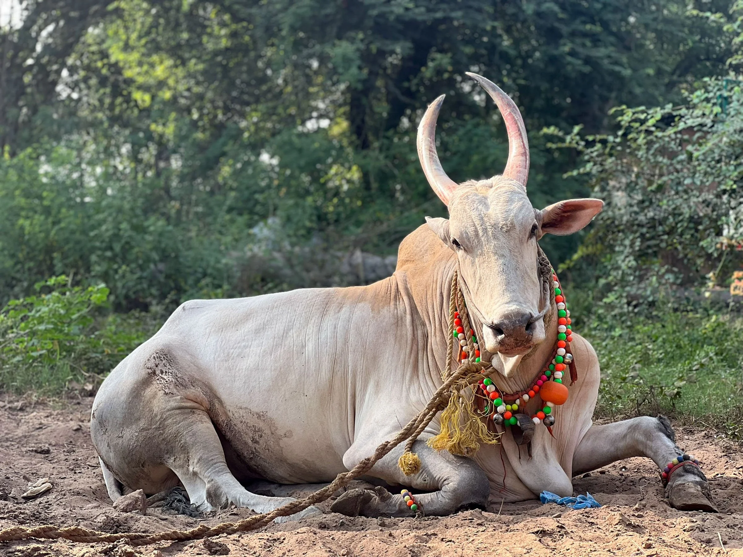   Our neighbor’s majestic bull  