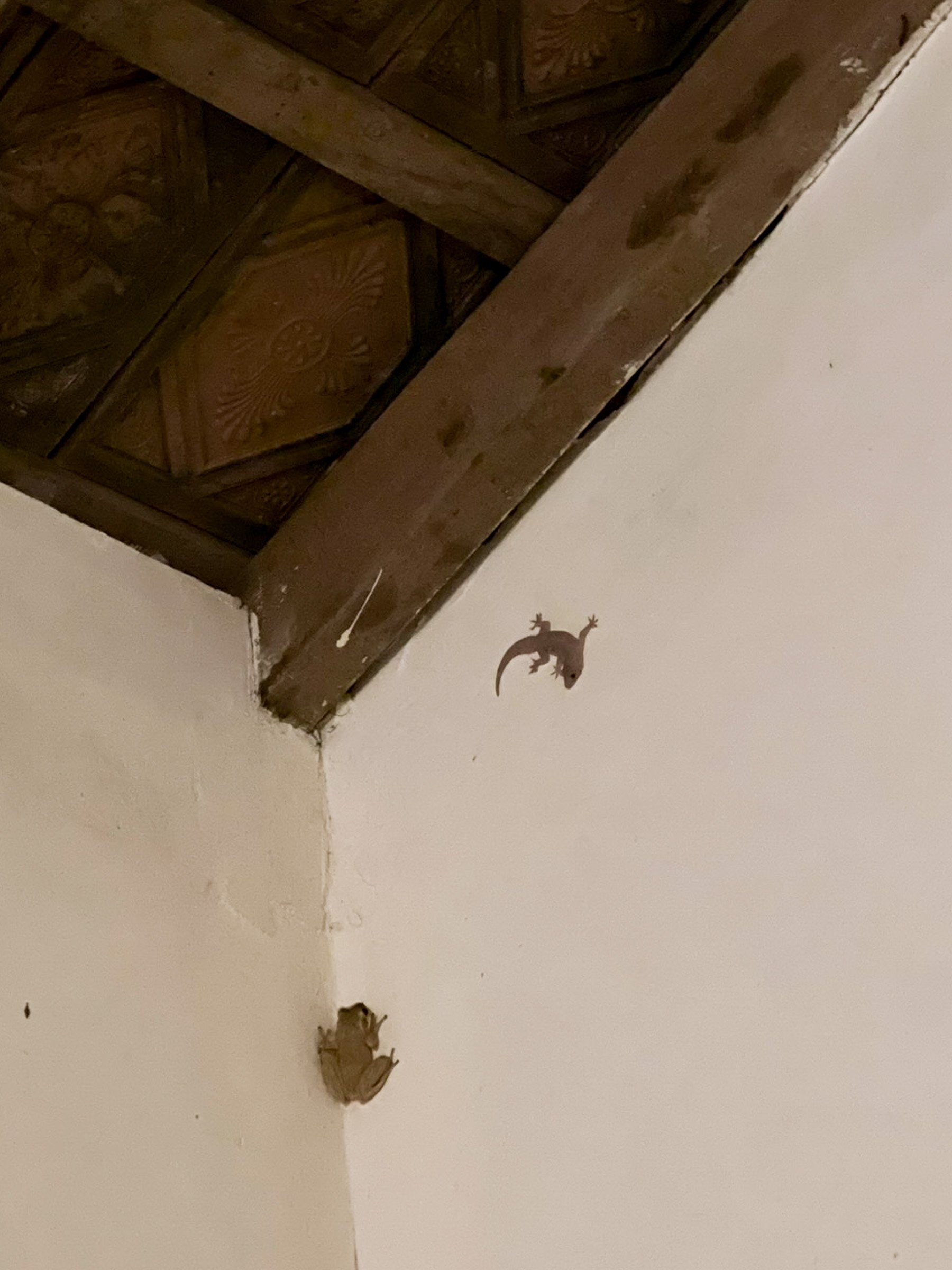   Frogs, too! (and once a snake)  