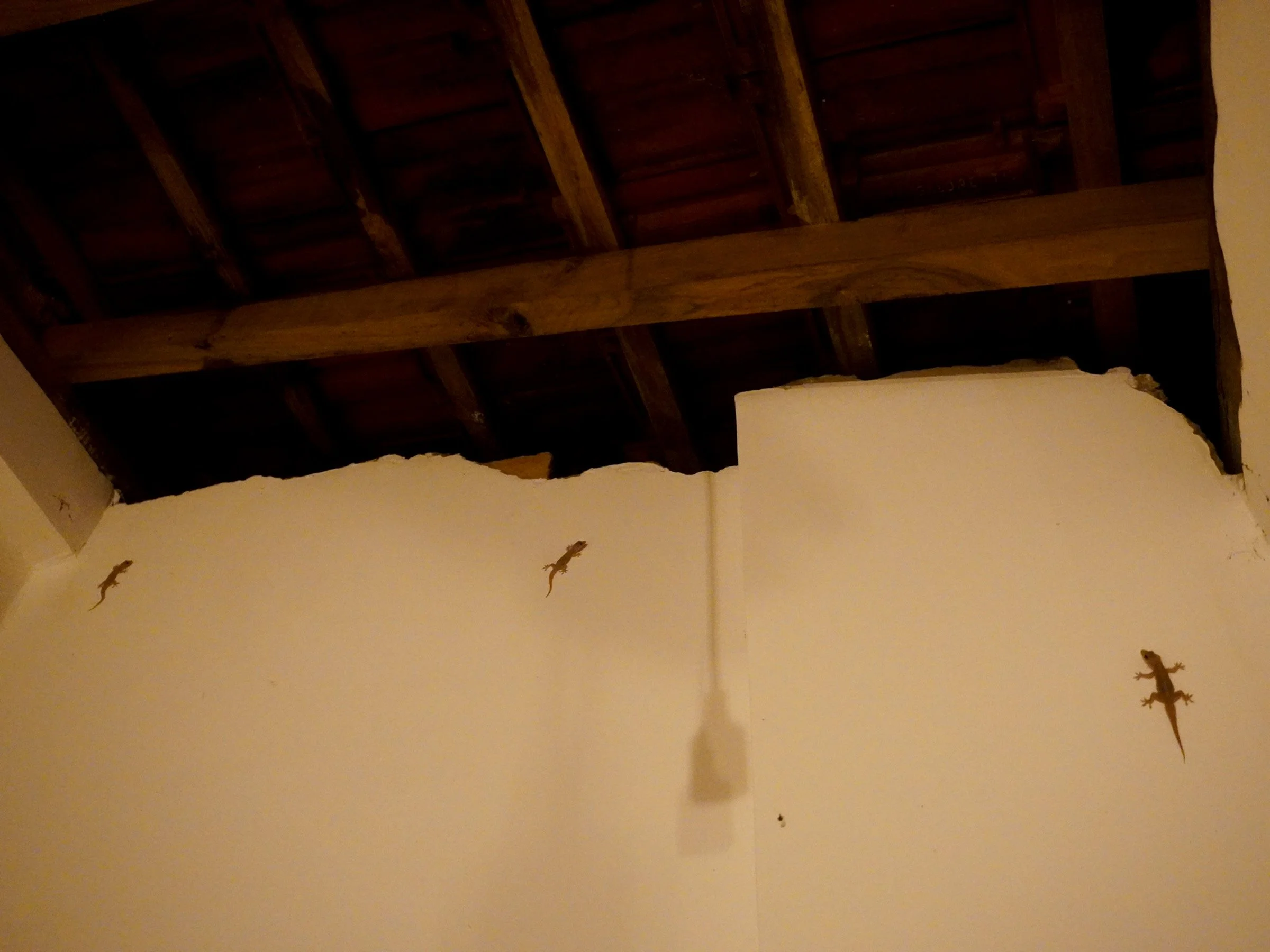   Living with lizards  