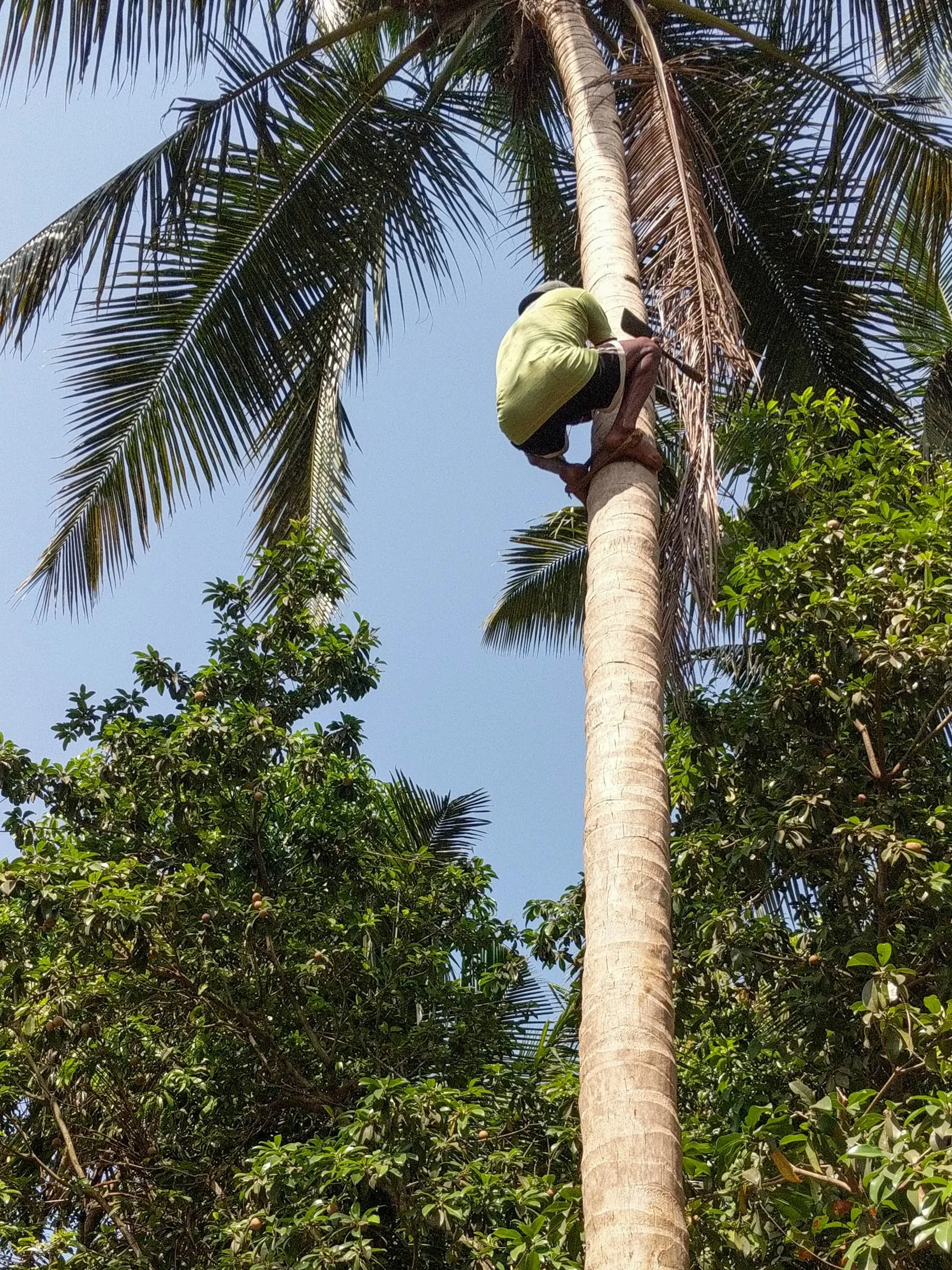   Santan and his crew collecting 515 coconuts from Casa Eva’s trees (they’ve been harvesting these palms for over 20 years)!  