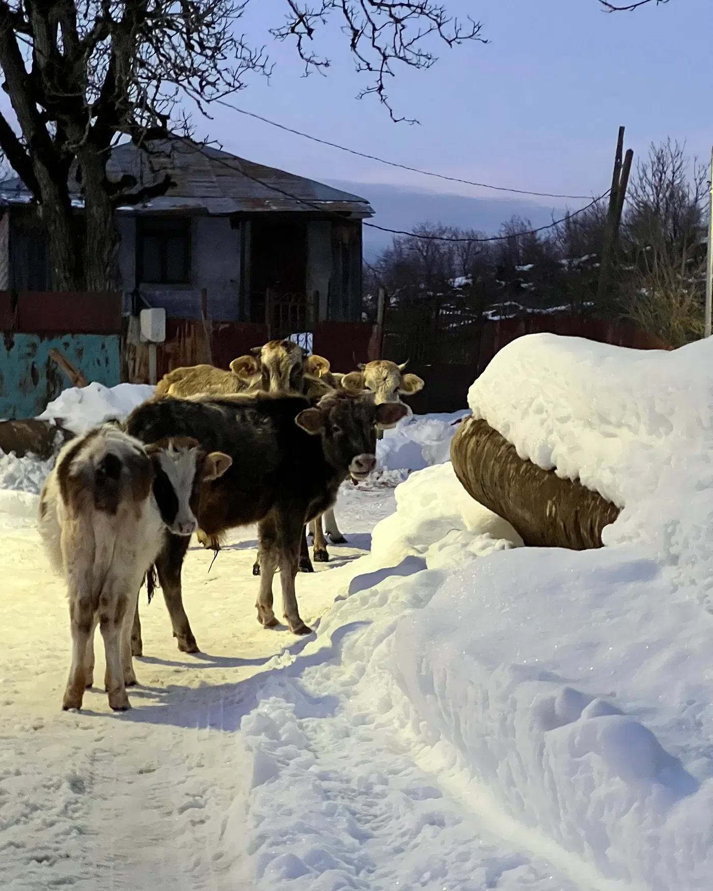   Witnessing the deeply reciprocal relationship between the cows and the Kobakhidze family touched me. “They depend on us and we on them.” Hand-churned cheese, butter, and milk graced our dinner table as a result.  