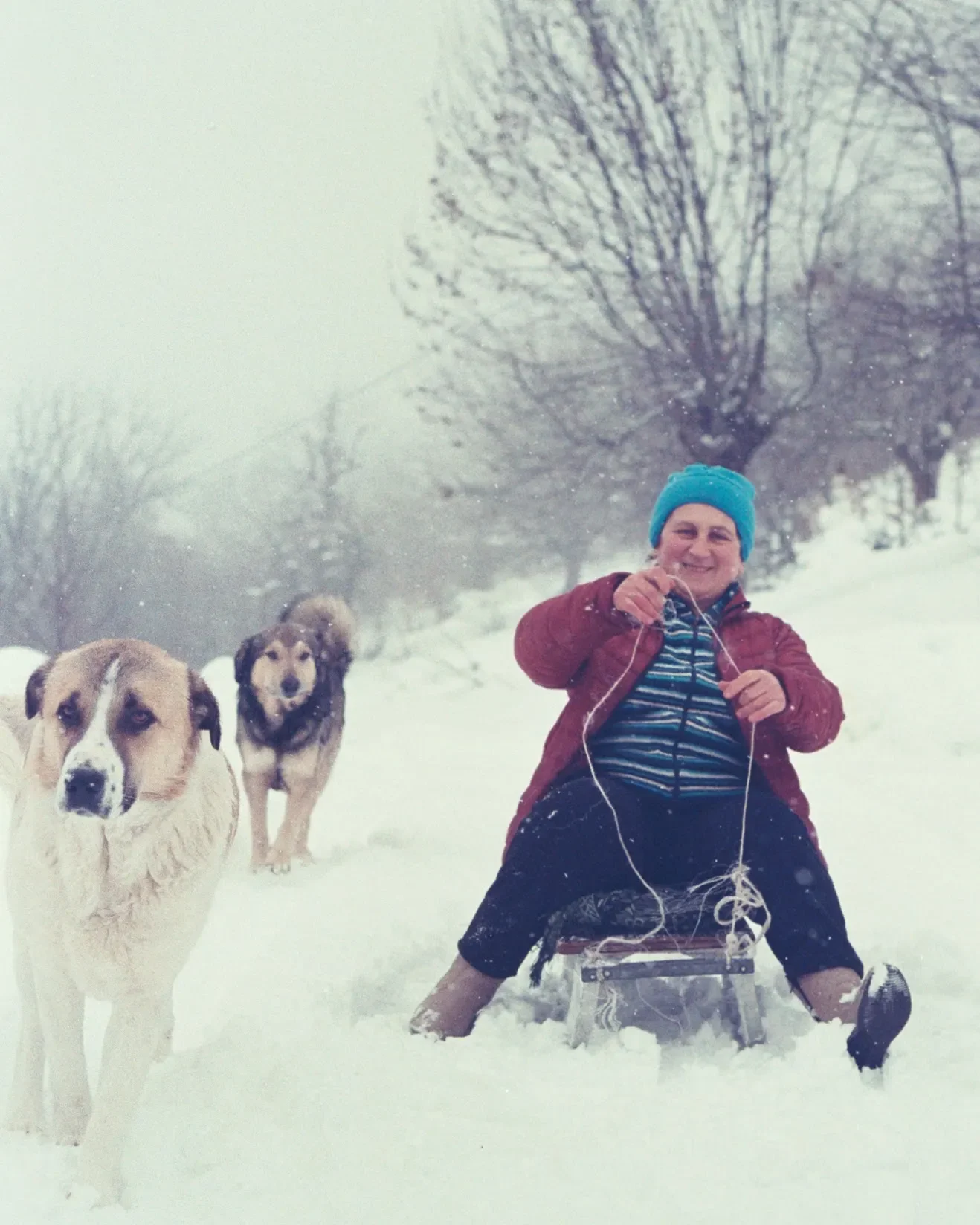   10-year old inner child activated as we attempted to sled down fresh snow (not the smoothest)! (Captured on film).  