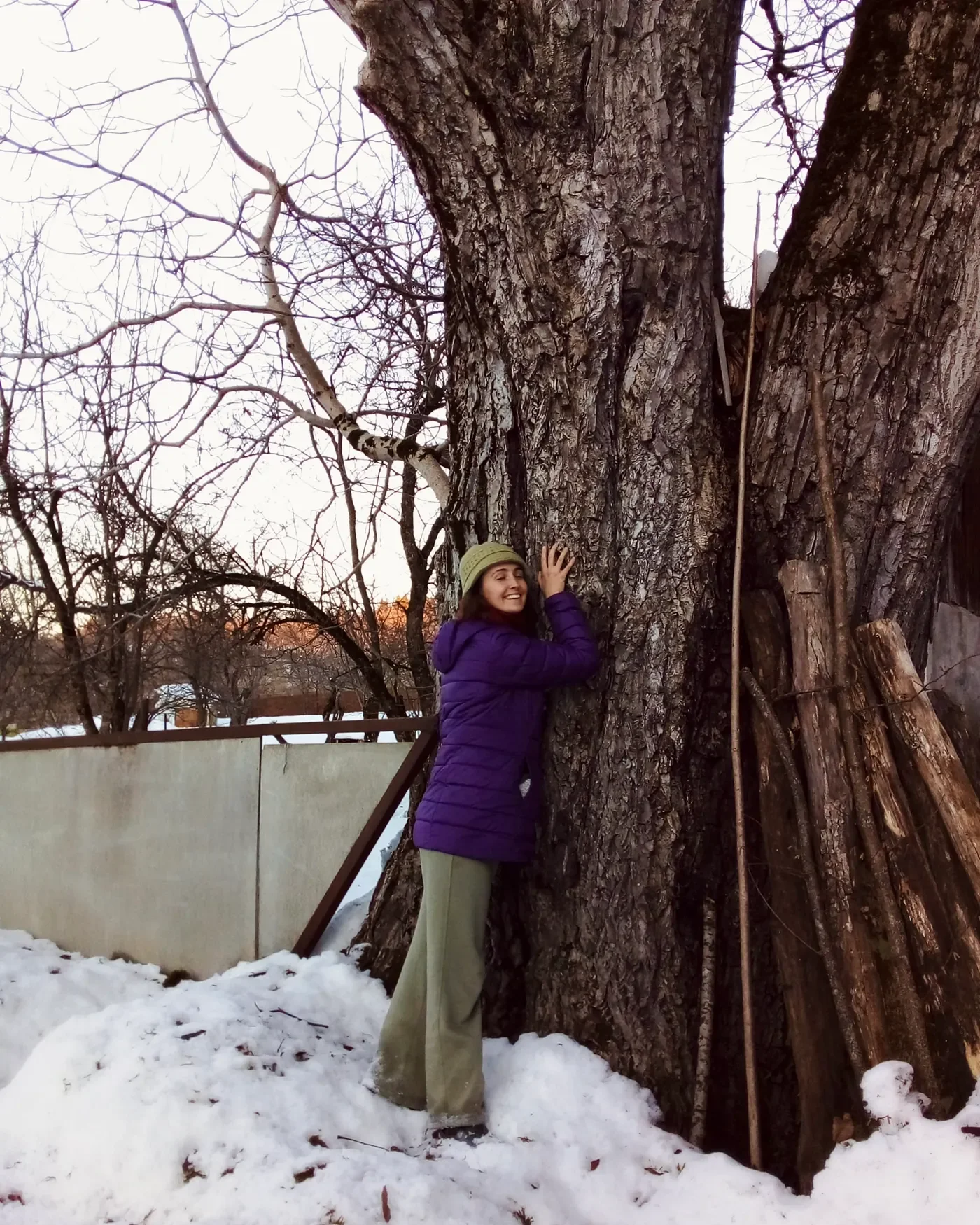   Listening for the secrets of the 300-year-old backyard walnut tree.  