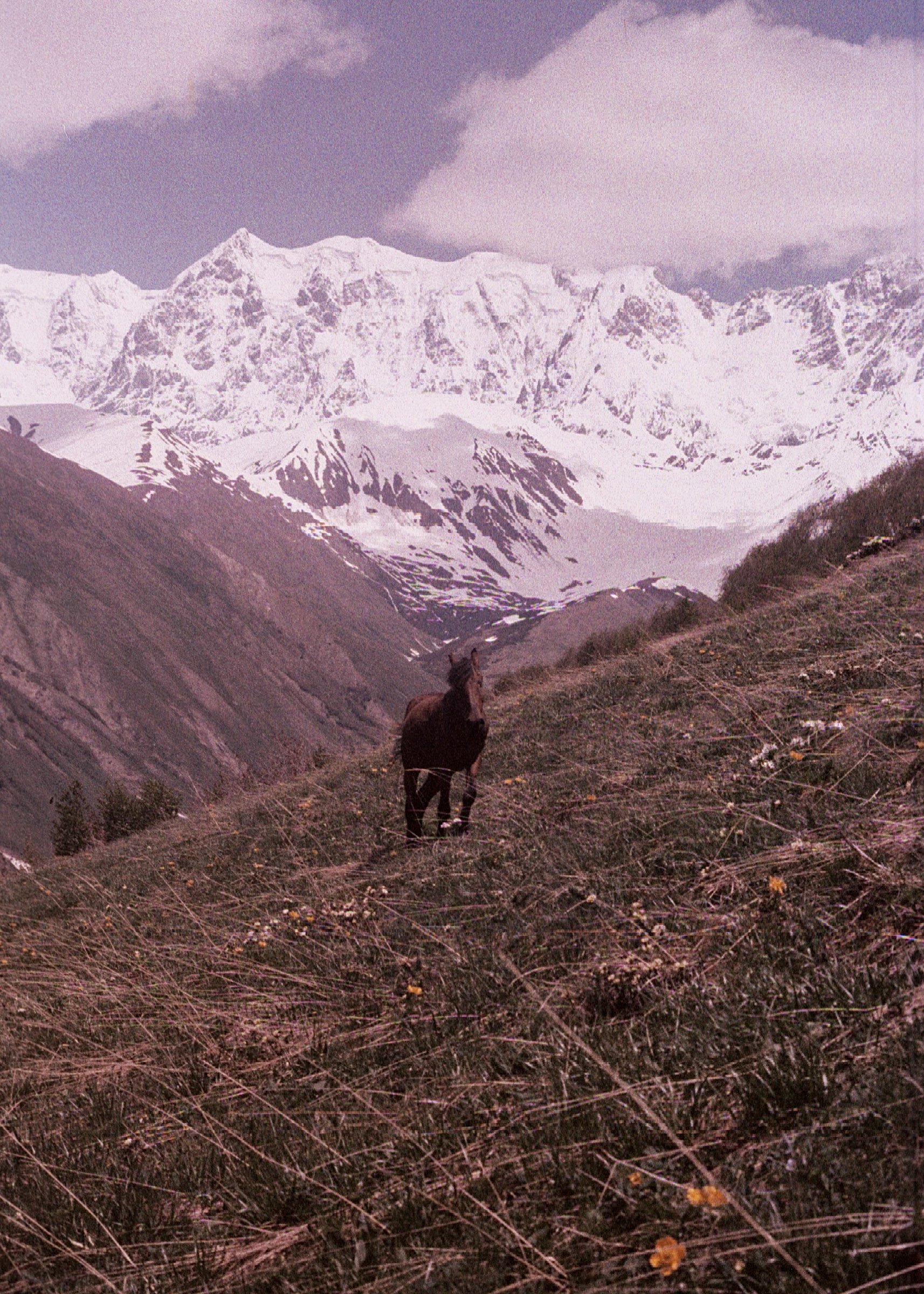 COMPANION (Georgia)