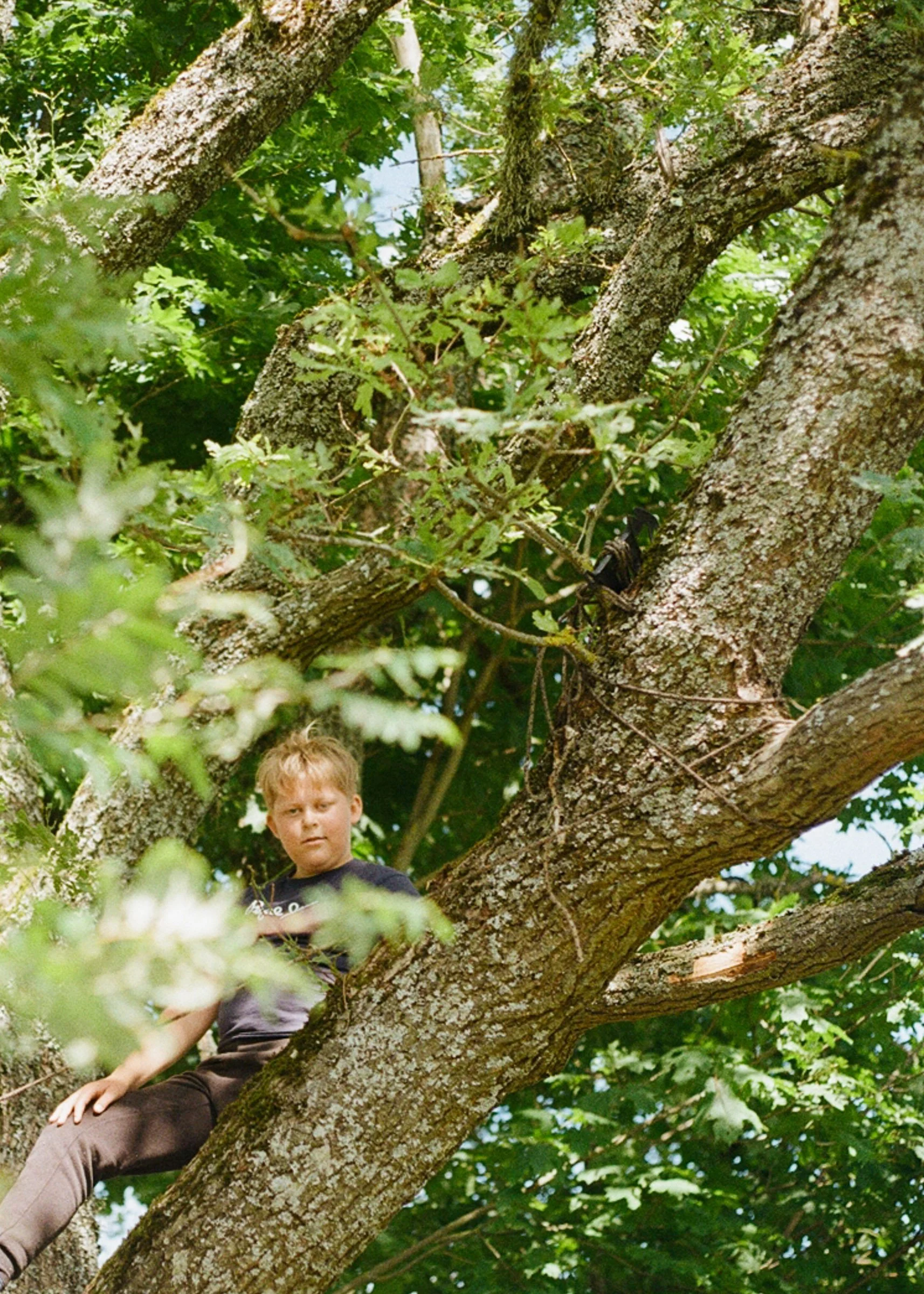 WISE OAK, YOUNG REINIS (Latvia)