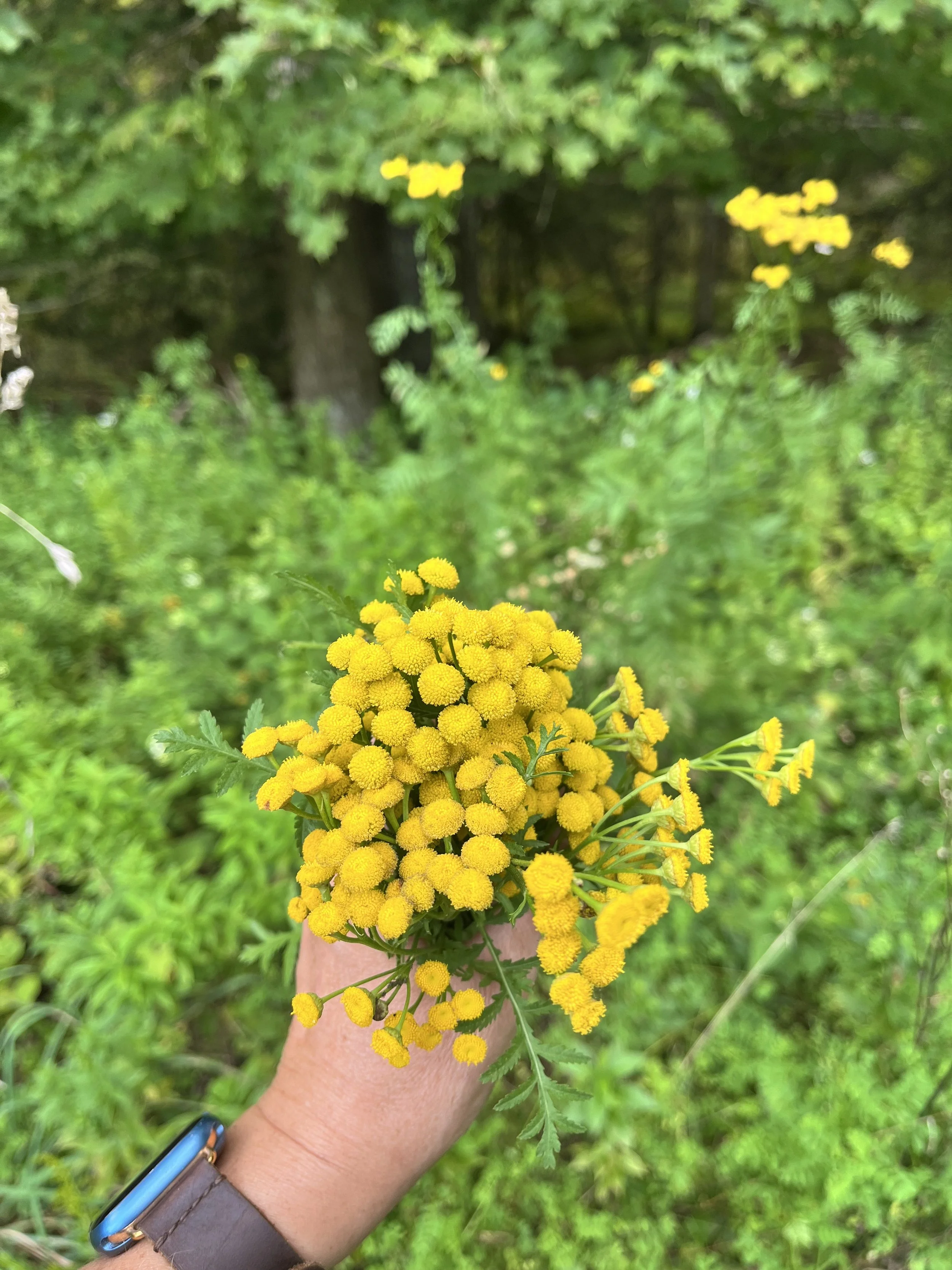 IMG_0710.jpeg