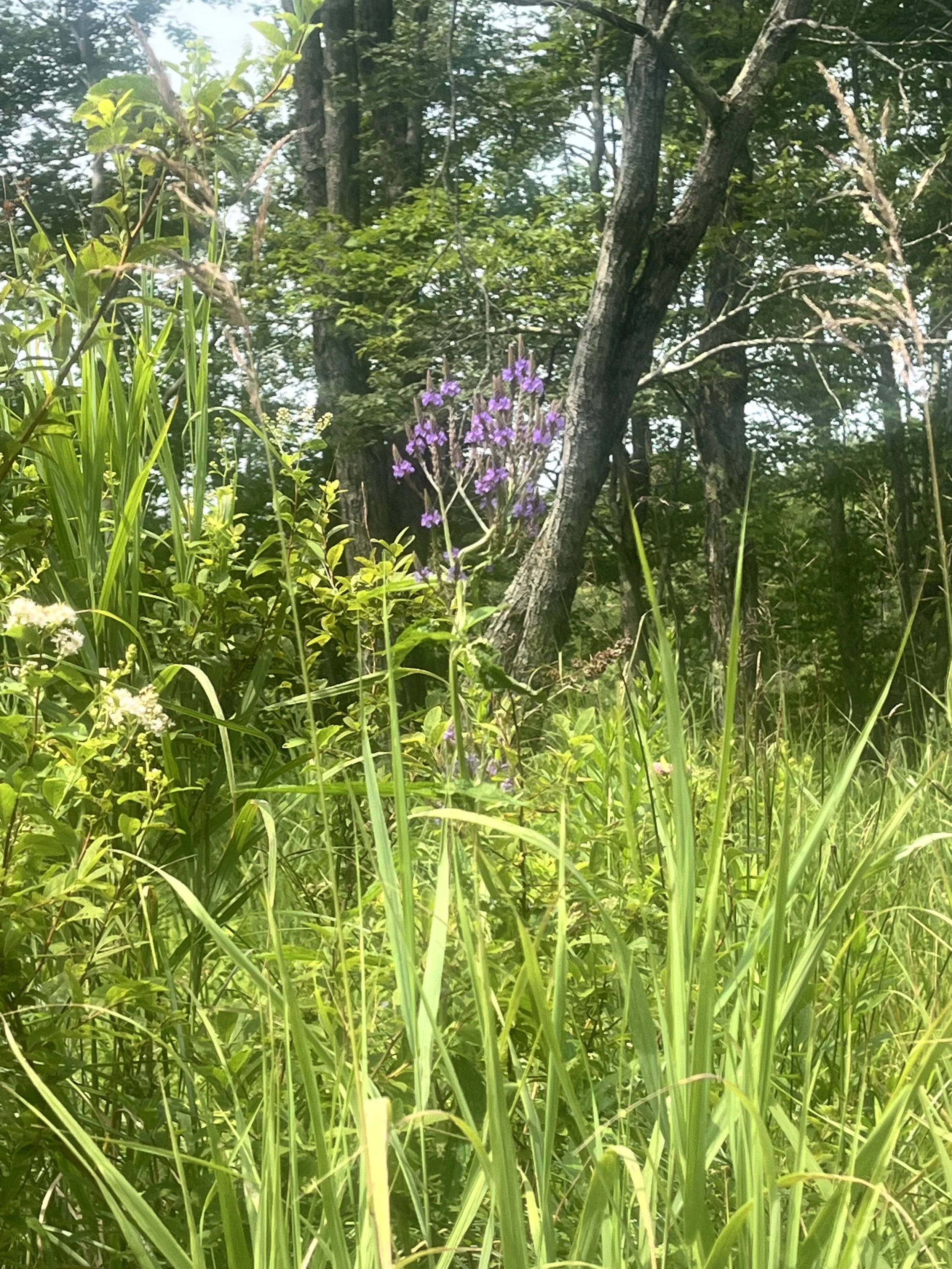 IMG_9954.jpeg