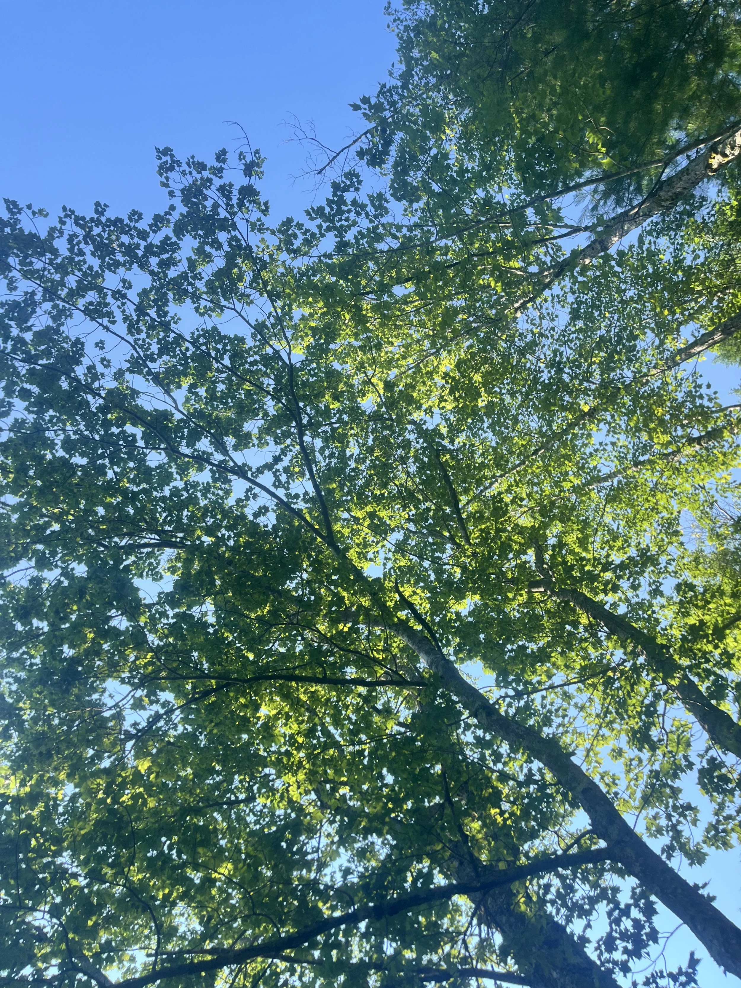 IMG_9833.jpeg