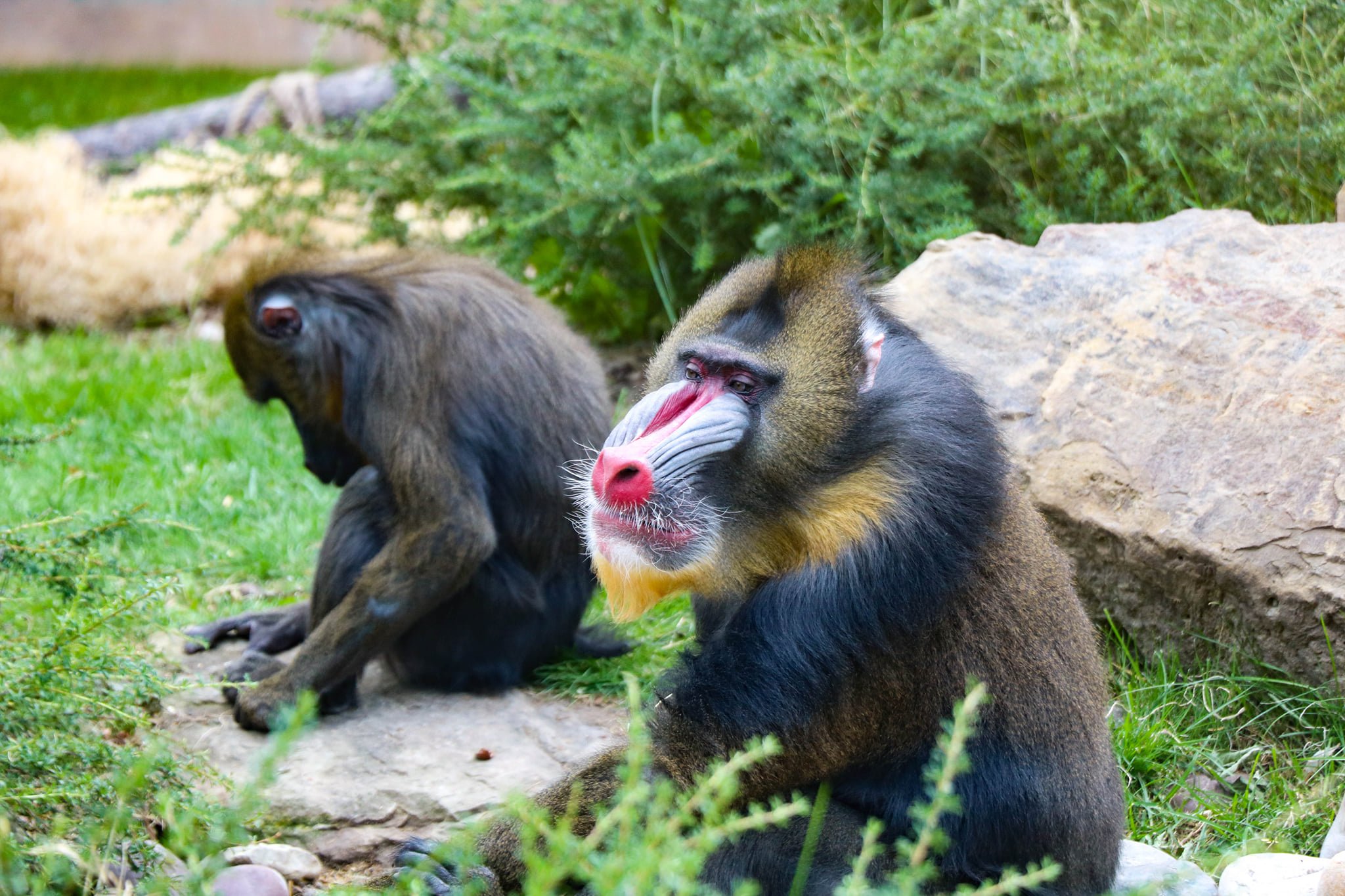 A mandrill sitting on the ground near a rock with green foliage in the background.