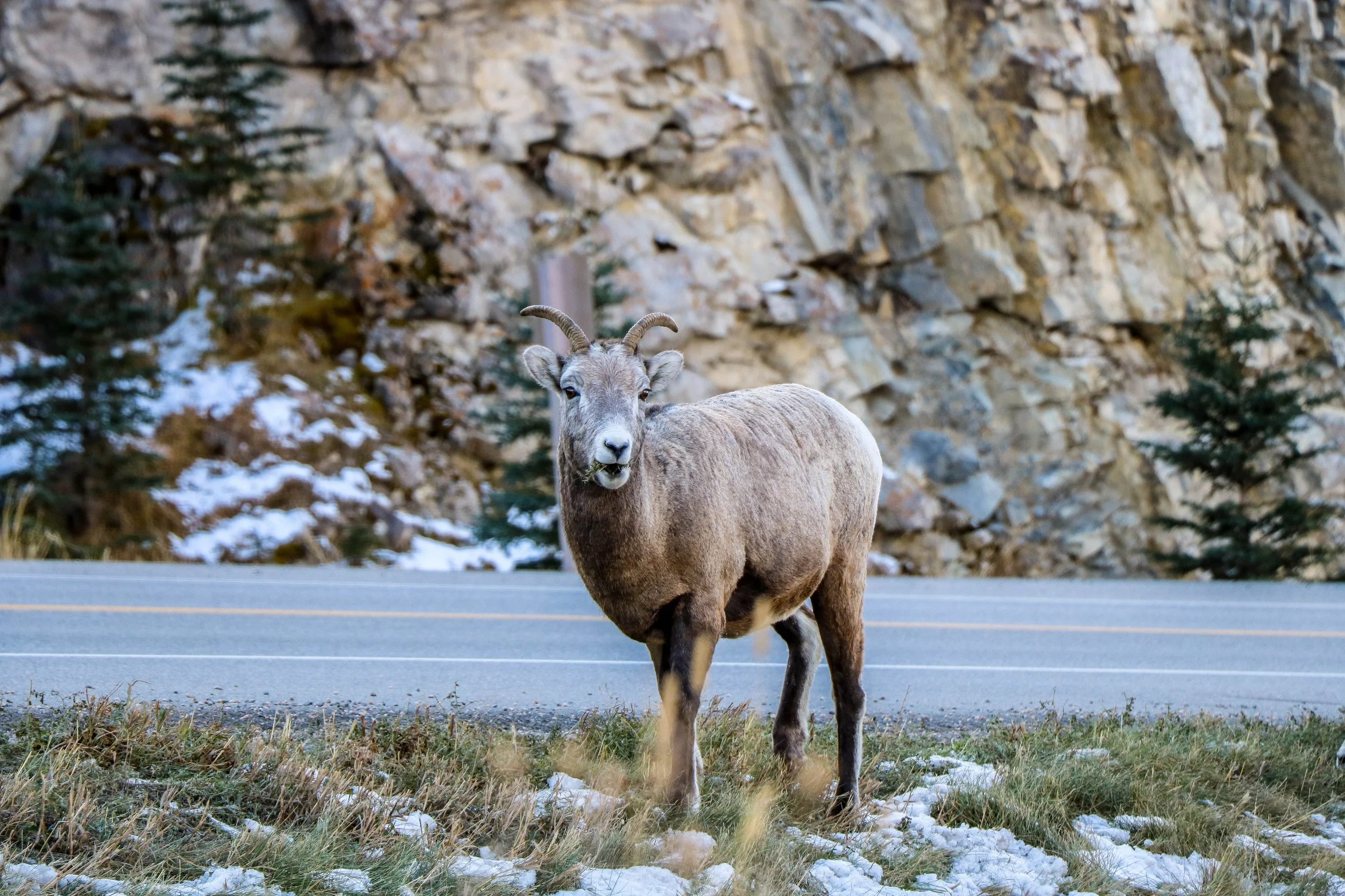 A mountain goat standing on the side of a road with snow patches, green trees, and a rocky hillside in the background.