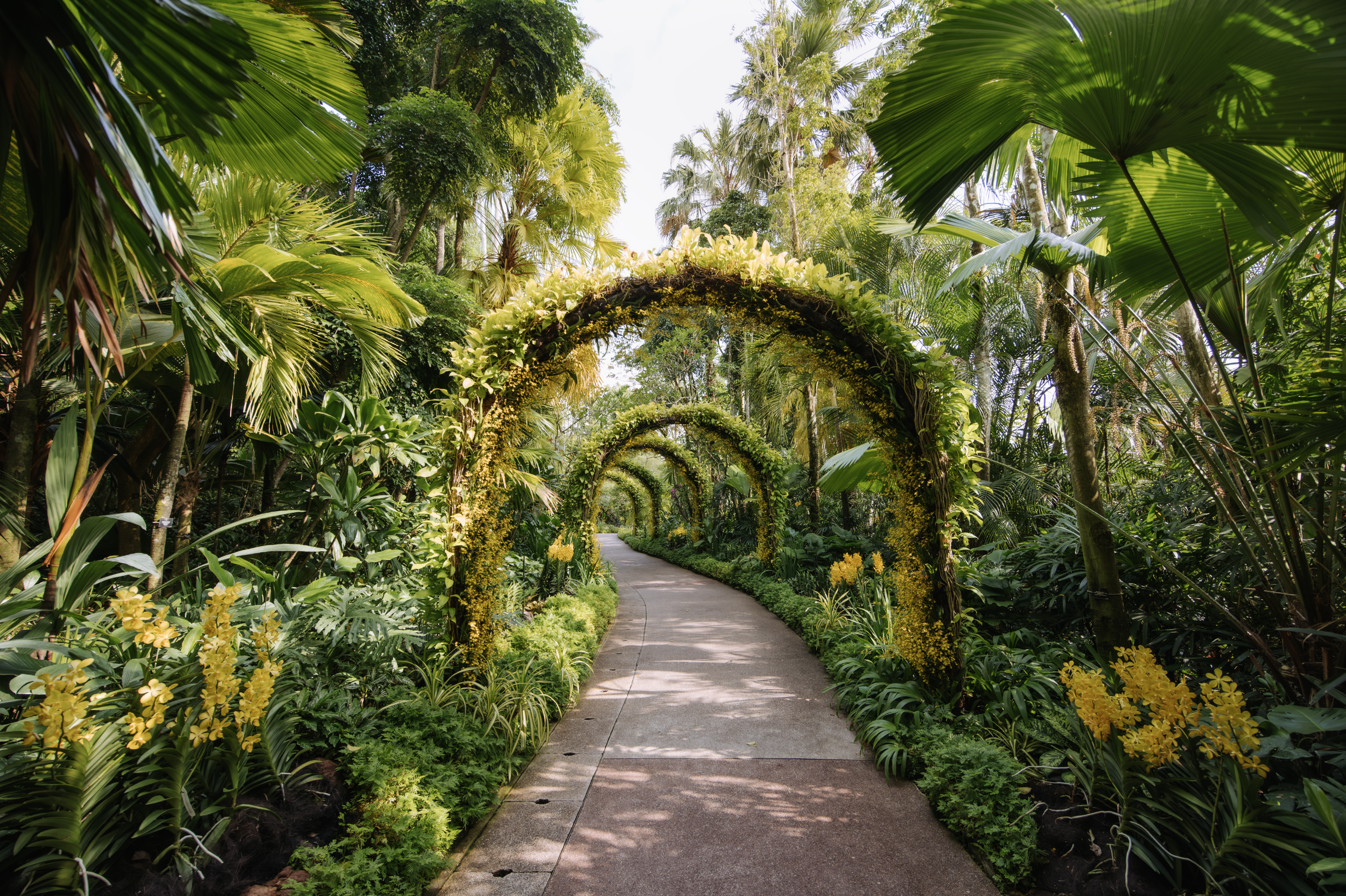 A pathway through a lush tropical garden with archways covered in greenery, surrounded by palm trees and vibrant yellow flowers.