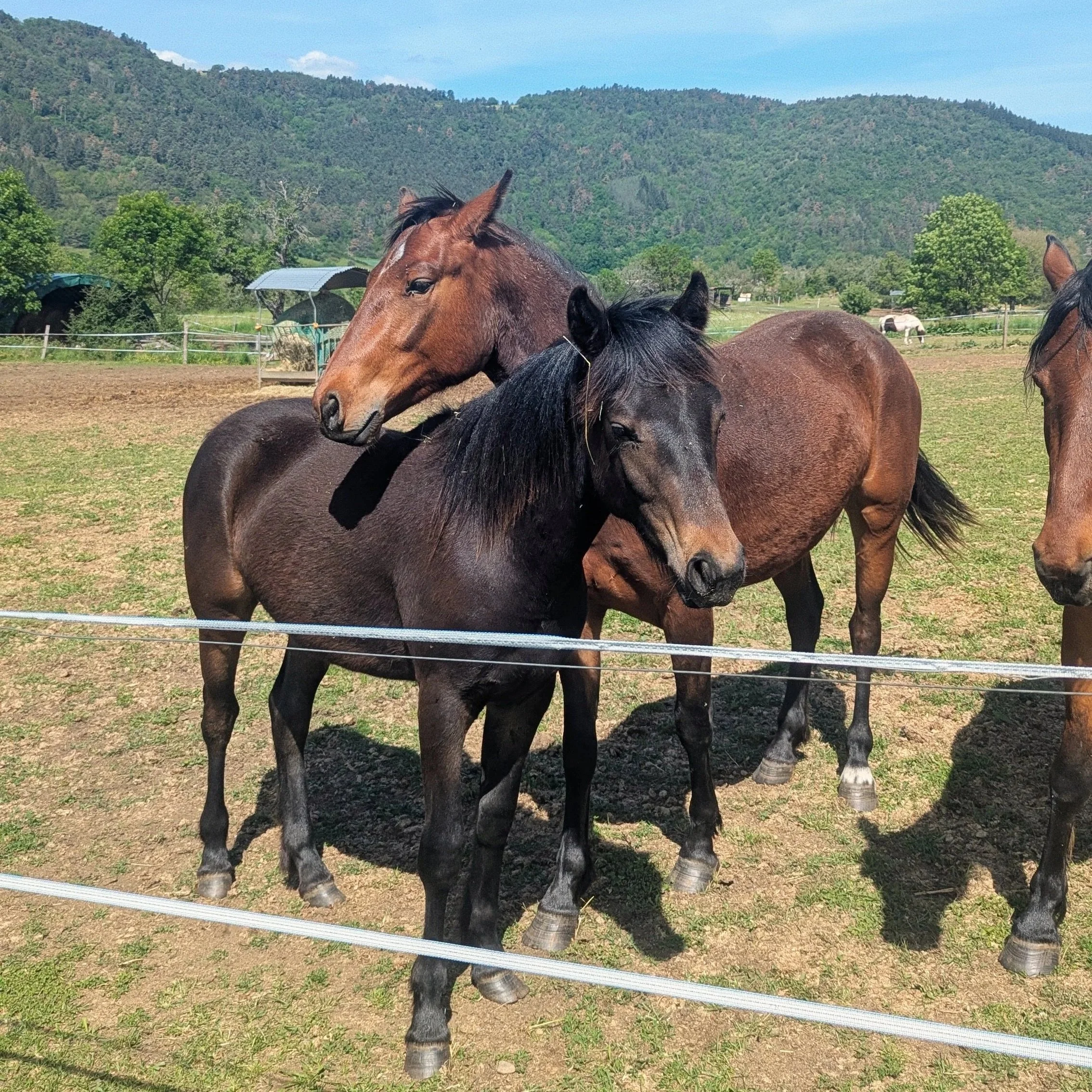 Equitation à proximité de CASA ORMA