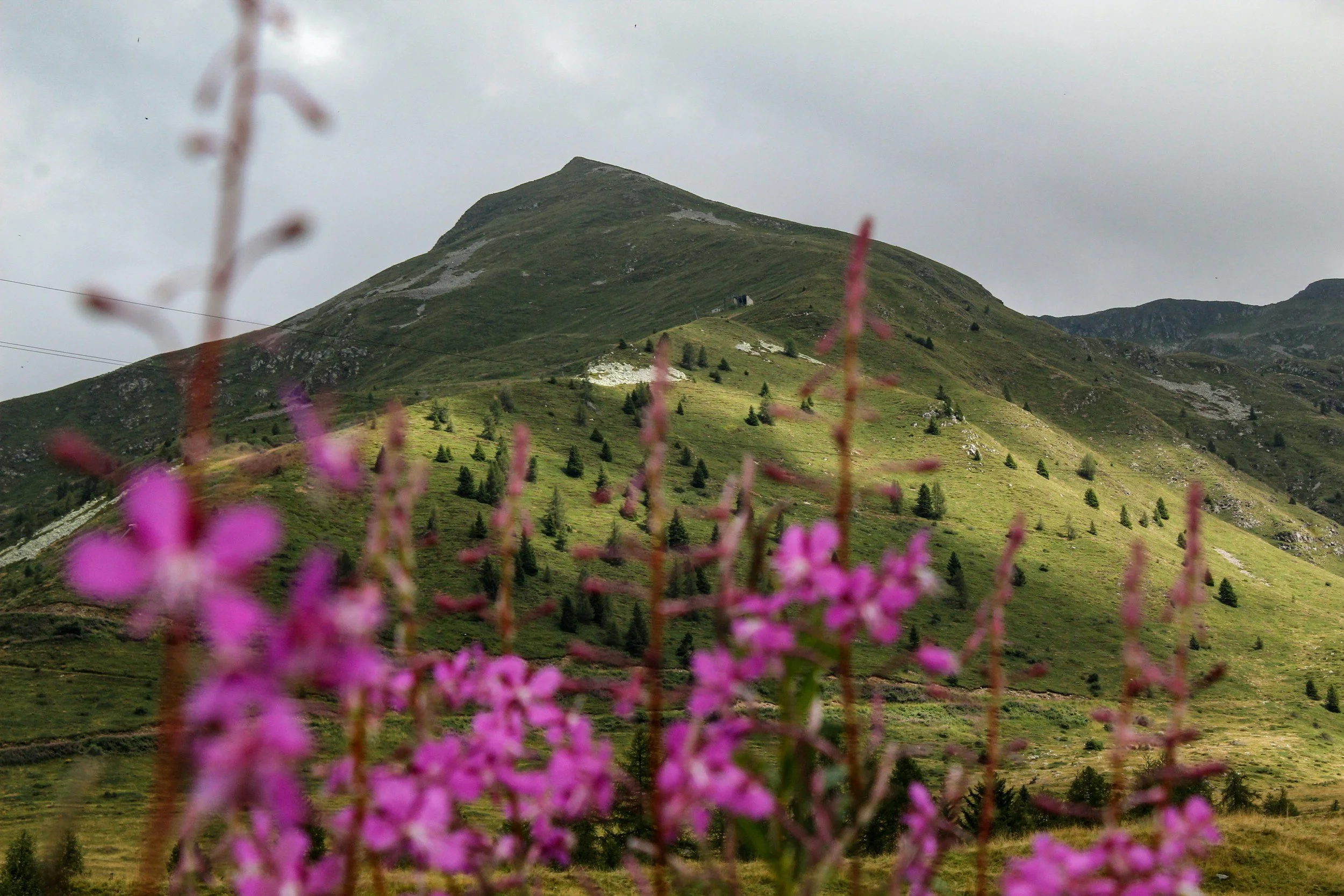 Mountain with grassy slopes and scattered trees, pink flowers in foreground, cloudy sky.