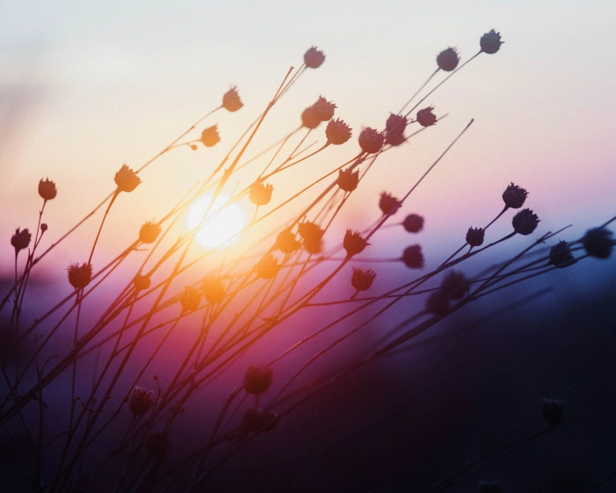 Silhouettes of small flowers or seed heads against a setting sun, creating a warm, colorful background with purple, pink, and orange hues.