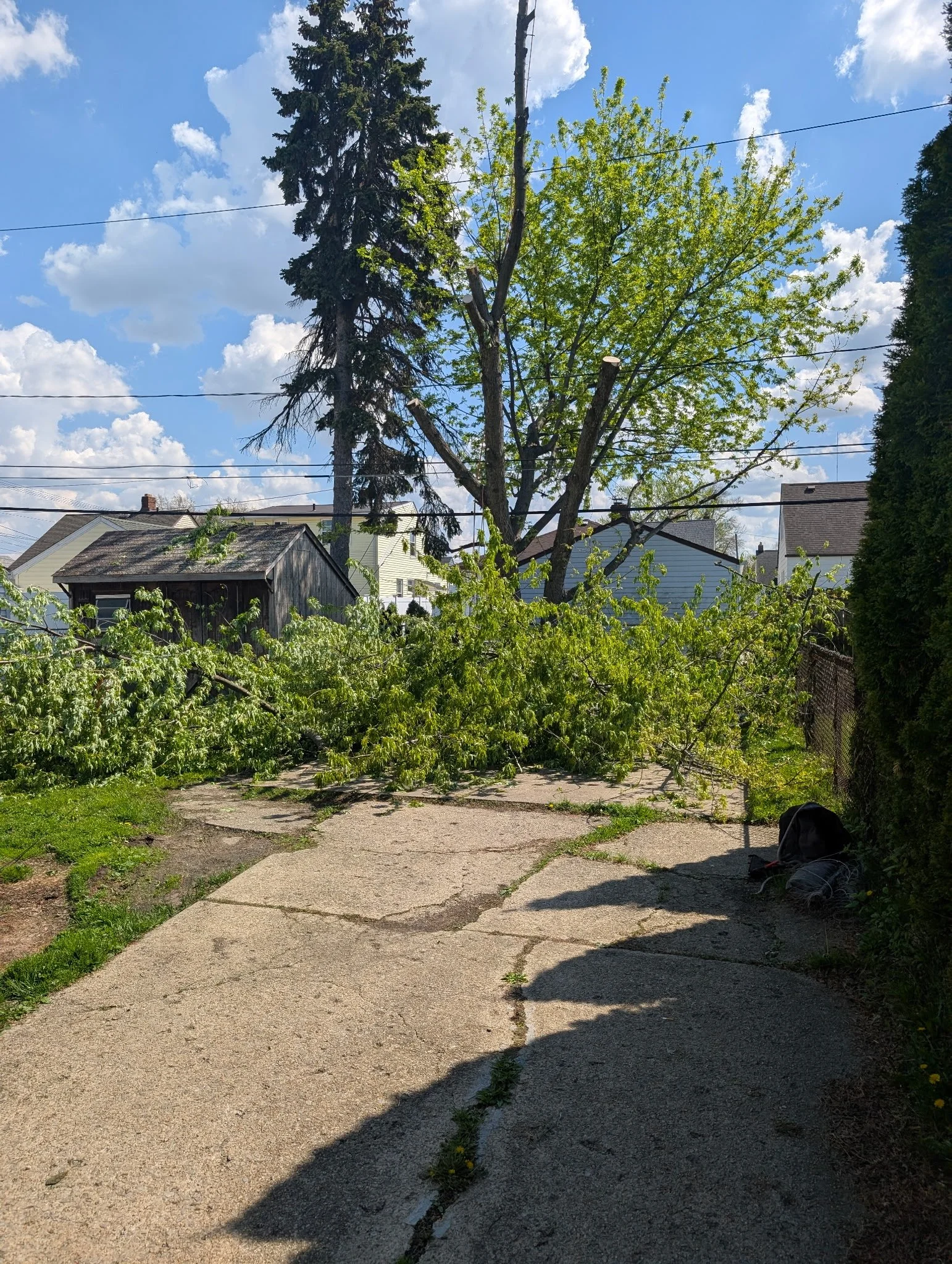 TREE TRIMMING AND REMOVAL