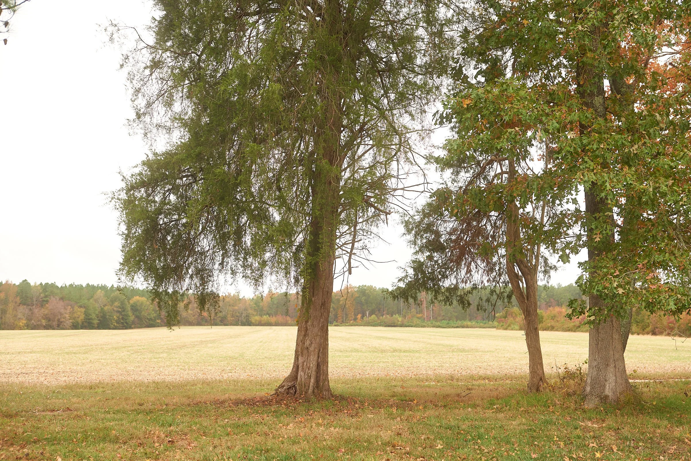 Three trees in a grassy field with a distant tree line and overcast sky.