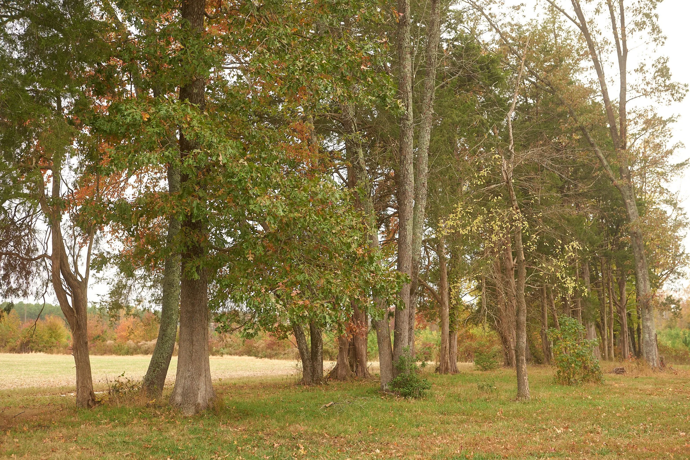 A forest scene with tall trees, some with green and some with orange leaves, on a grassy field during autumn.