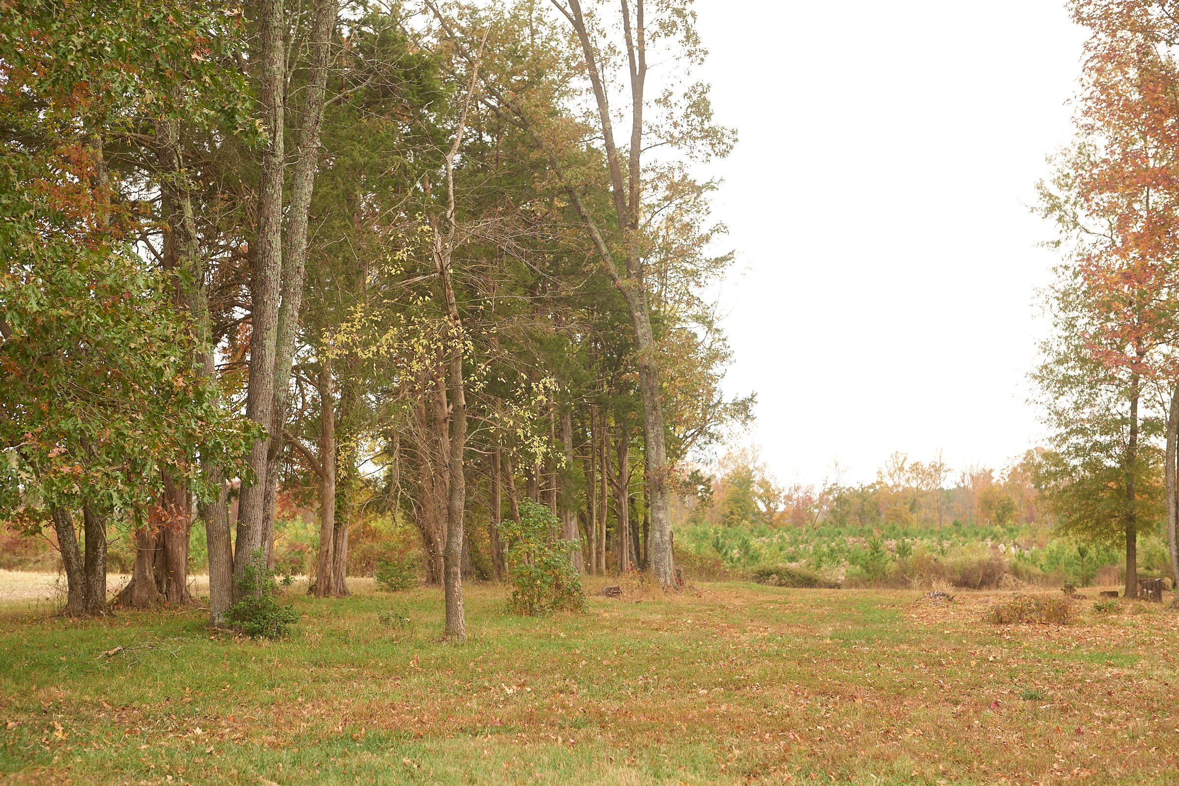 A forest scene with tall trees displaying autumn foliage and a grassy clearing in the foreground.