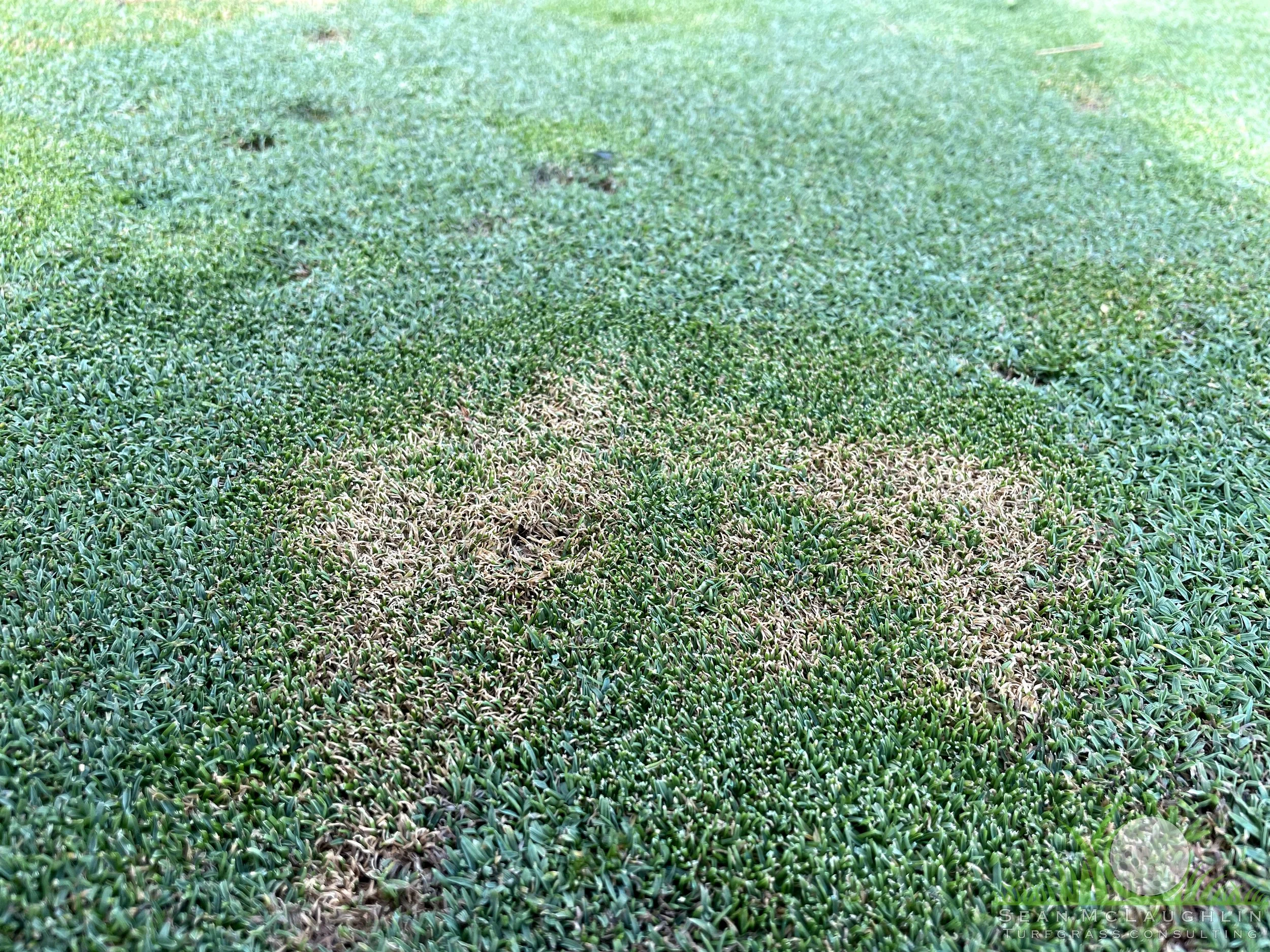 Symptoms of Leptosphaerulina Leaf Blight on Poa annua - Industry, CA - © Sean P. McLaughlin