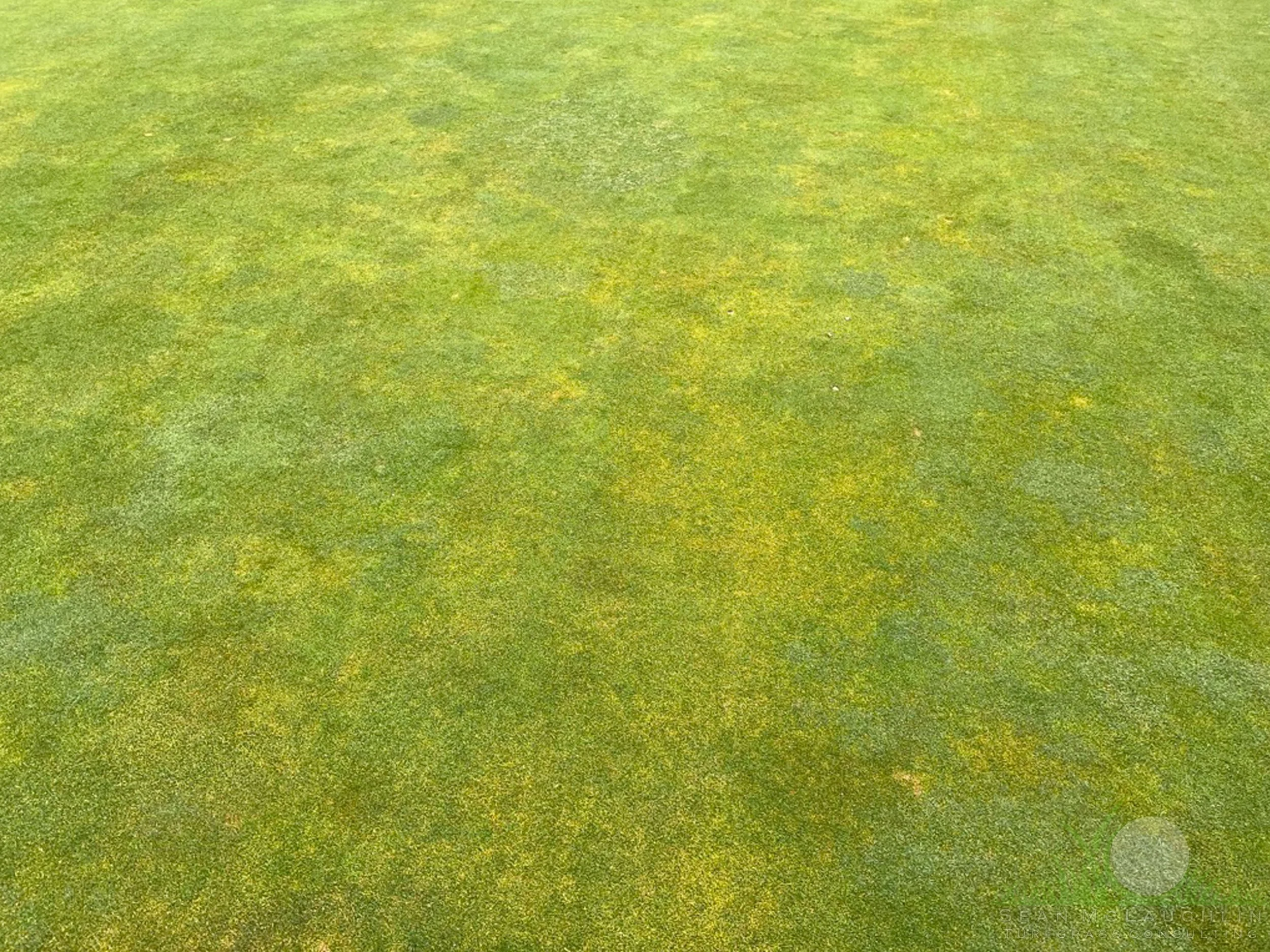 Summer Patch symptoms on Poa annua green - City of Industry, CA - © Sean P. McLaughlin