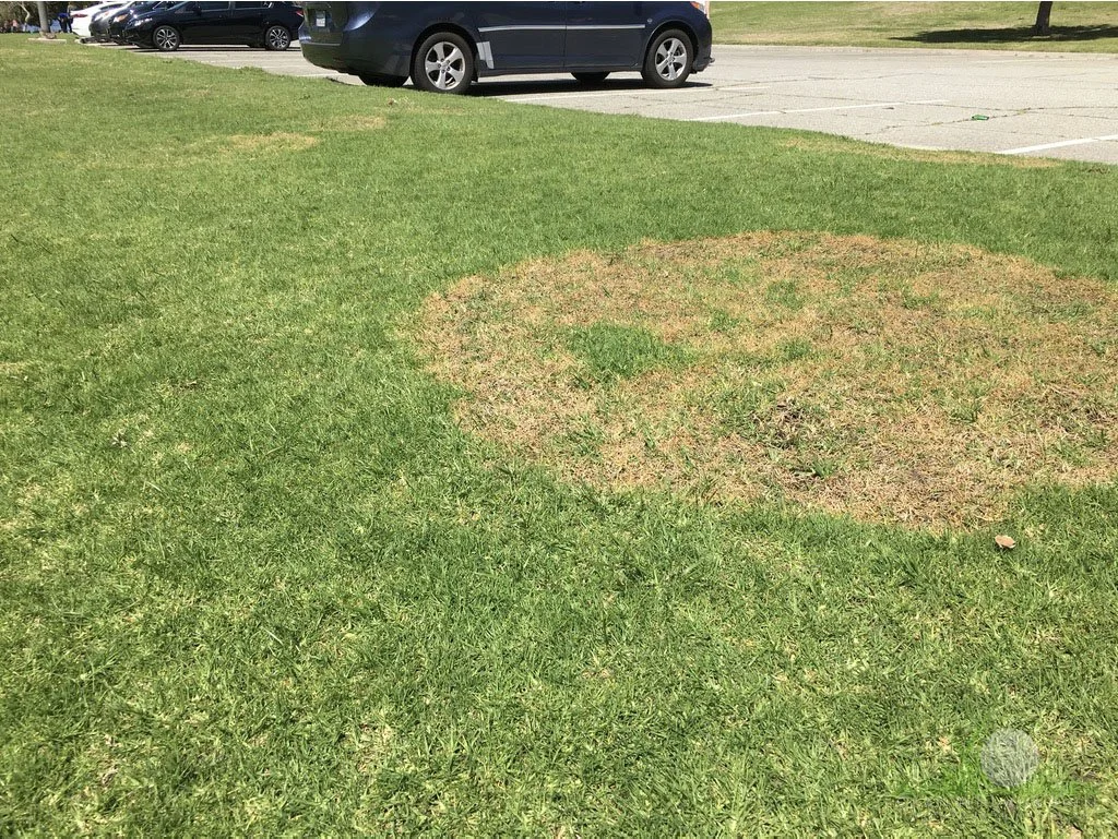 Large Patch