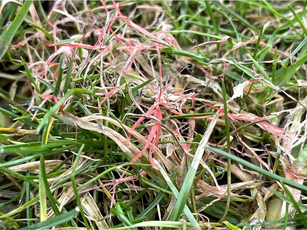 Red fungal mycelium on Perennial Ryegrass foliage - Southern California - © Sean P. McLaughlin