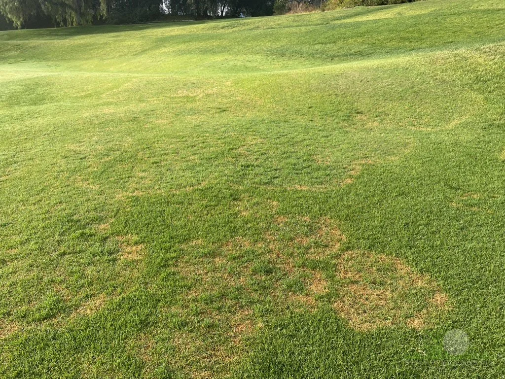 Symptoms on Kikuyugrass - City of Industry, CA - © Sean P. McLaughlin
