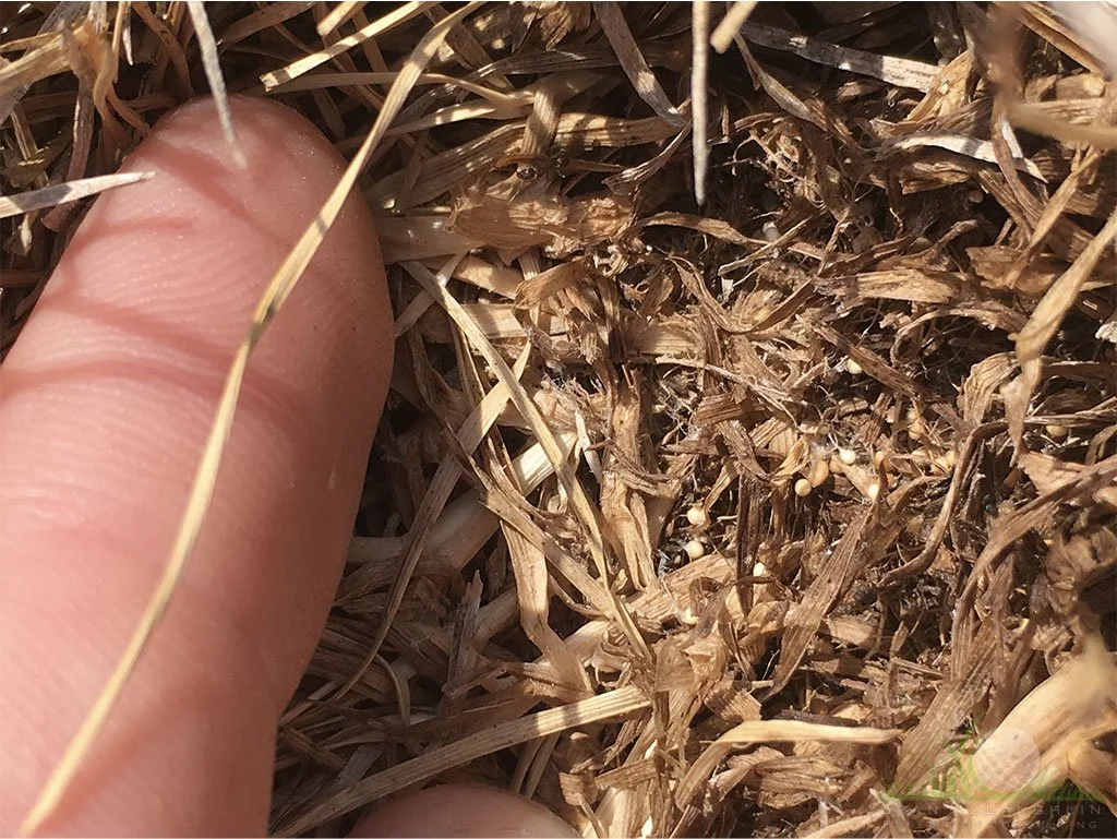 Sclerotia development in decomposing Tall Fescue leaf tissue - Pomona, CA - © Sean P. McLaughlin