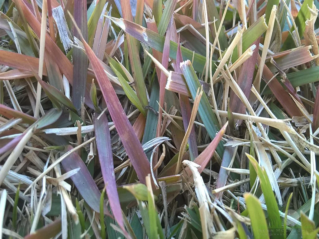 Cold temperature response on Zoysia japonica - © Sean P. McLaughlin