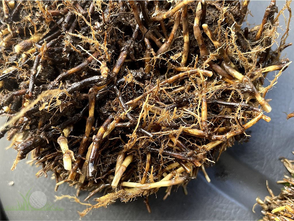 Necrotic rhizomes of infected Hybrid Bermudagrass - © 2026 Sean P. McLaughlin