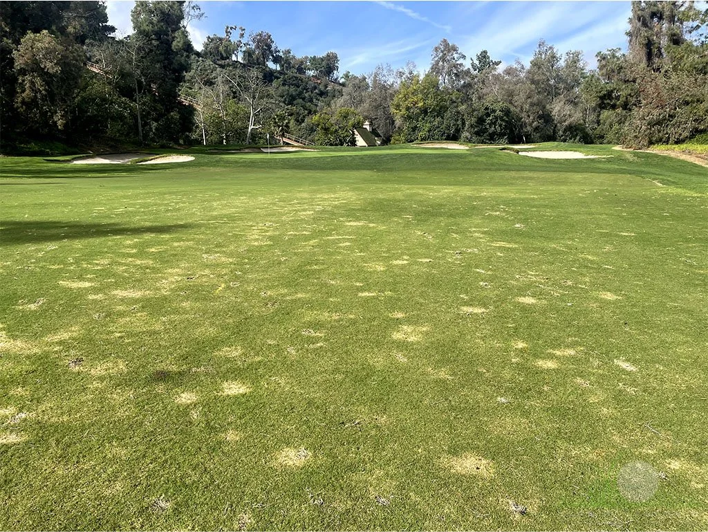 Spring Dead Spot