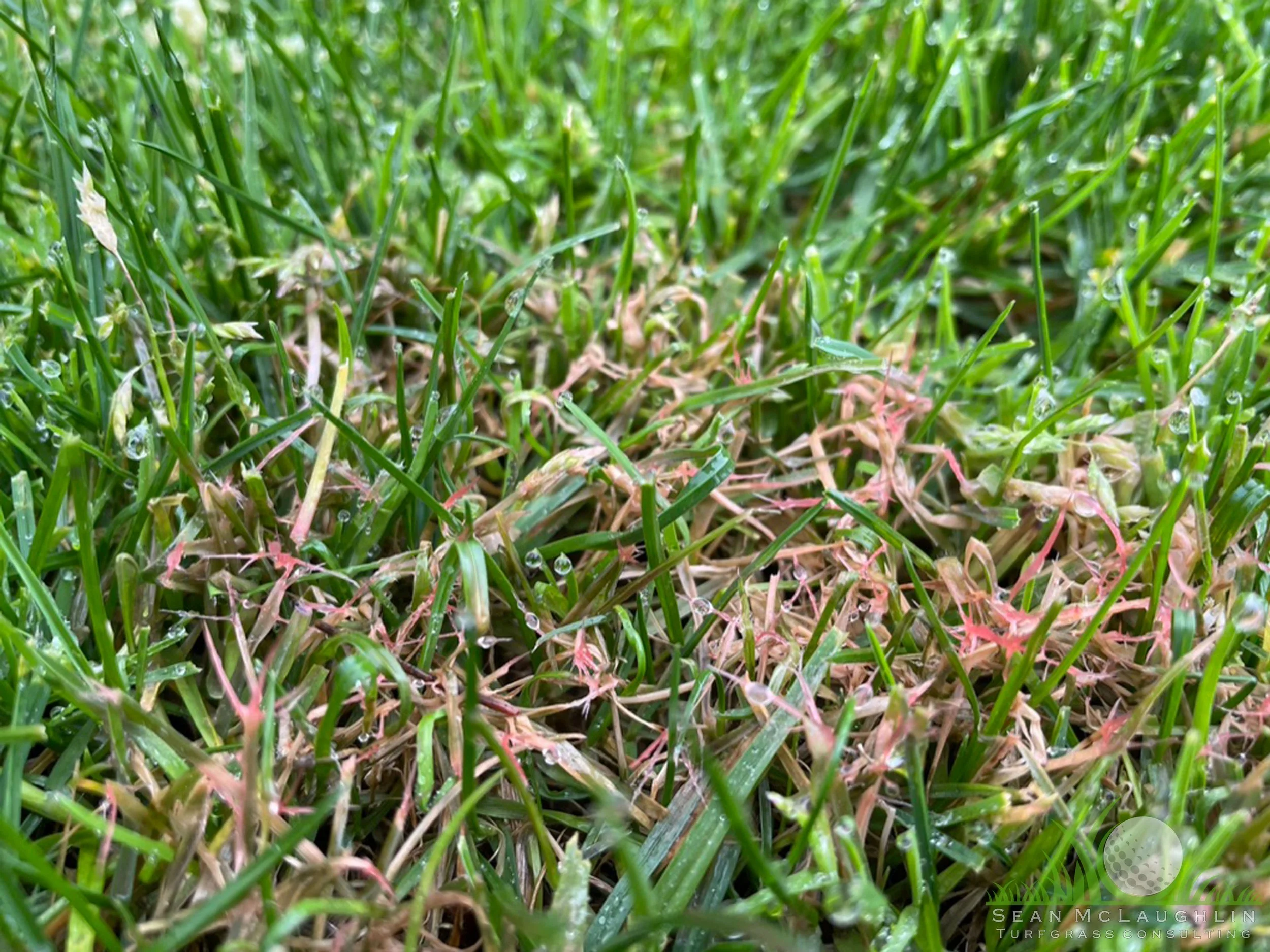 Red fungal mycelium on Perennial Ryegrass foliage - Southern California - © Sean P. McLaughlin