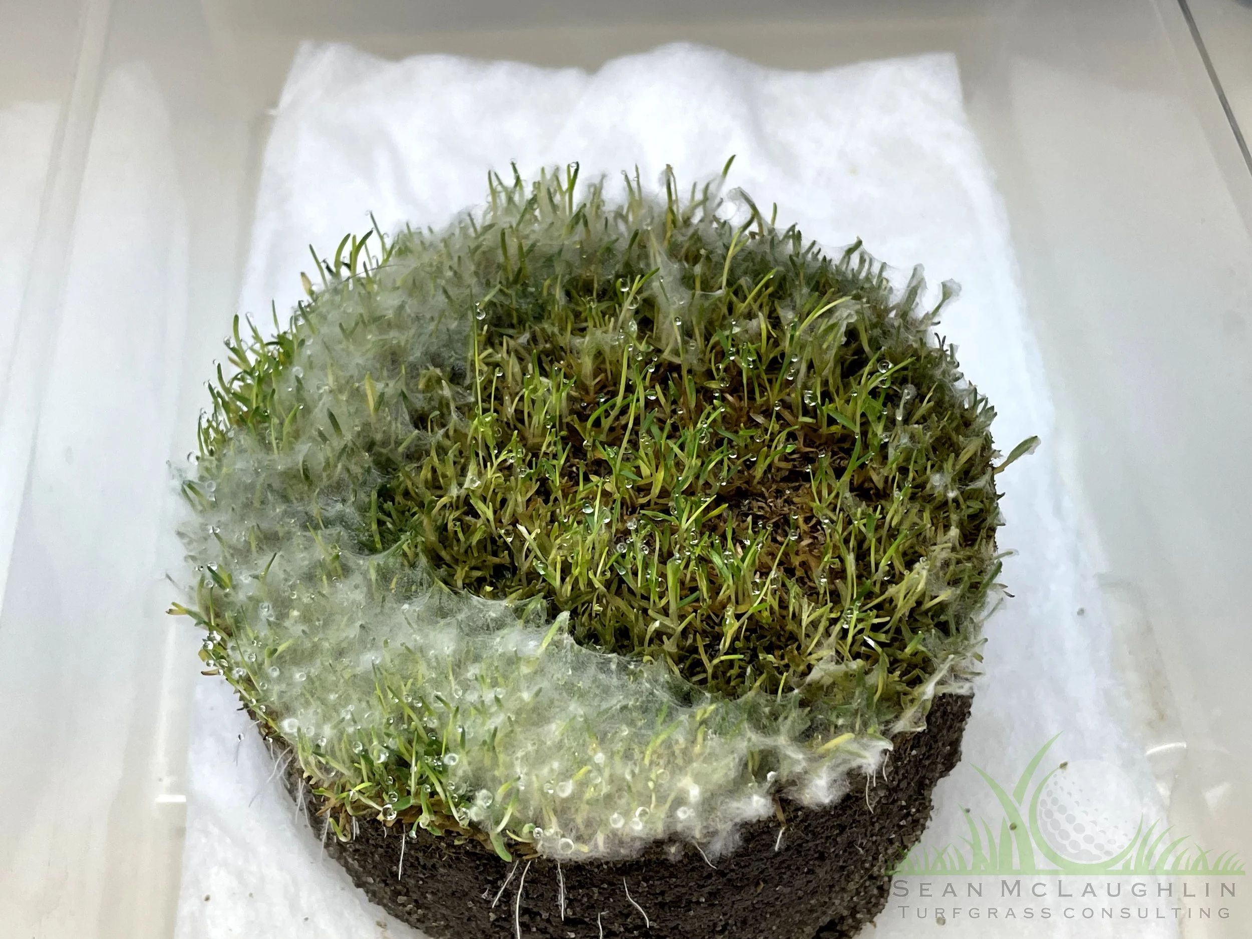 Mycelium production after 72 hours incubation on Poa annua green sample - City of Industry, CA - © Sean P. McLaughlin