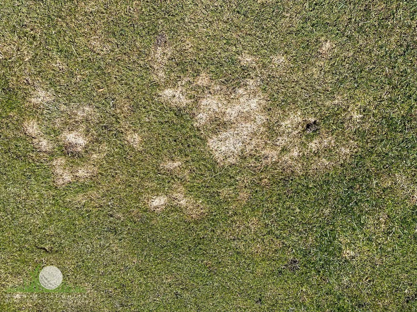 Typhula incarnata symptoms on Kentucky Bluegrass fairway - Big Bear, CA - © Sean P. McLaughlin