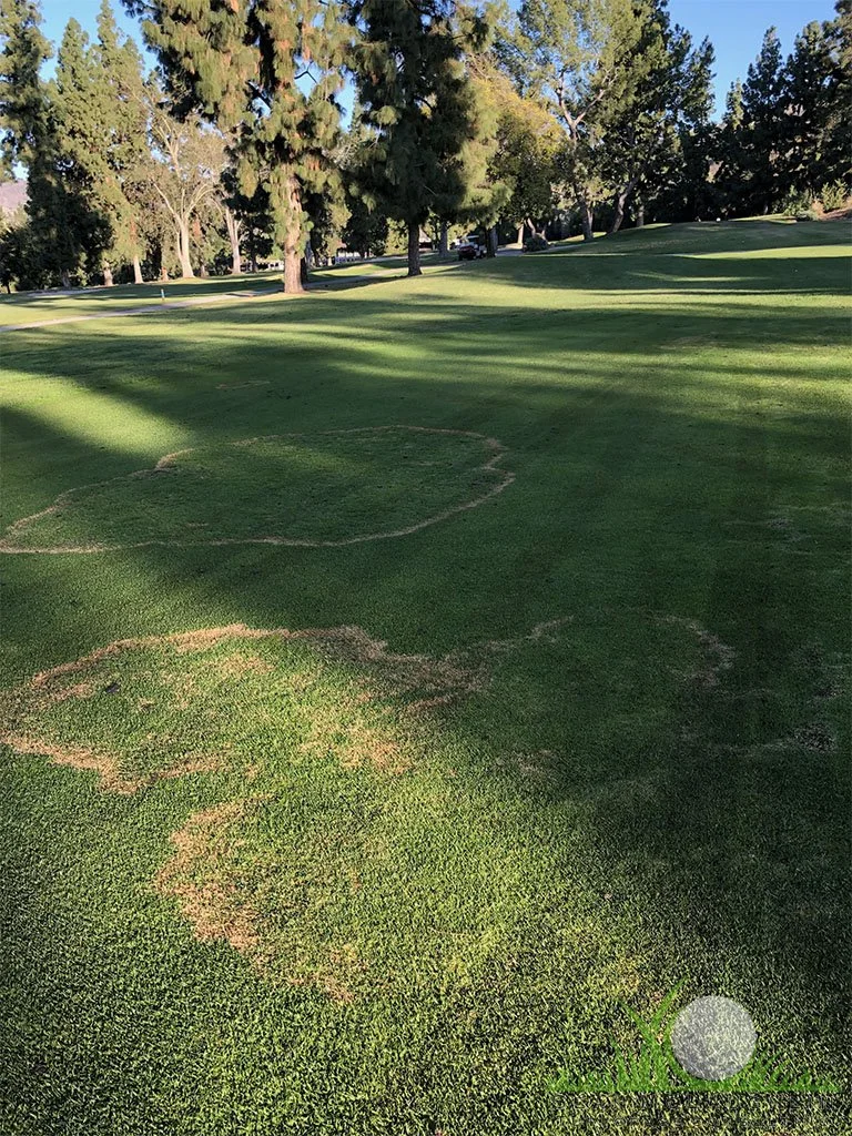 Symptoms on Kikuyugrass - Glendora, CA - © Sean P. McLaughlin