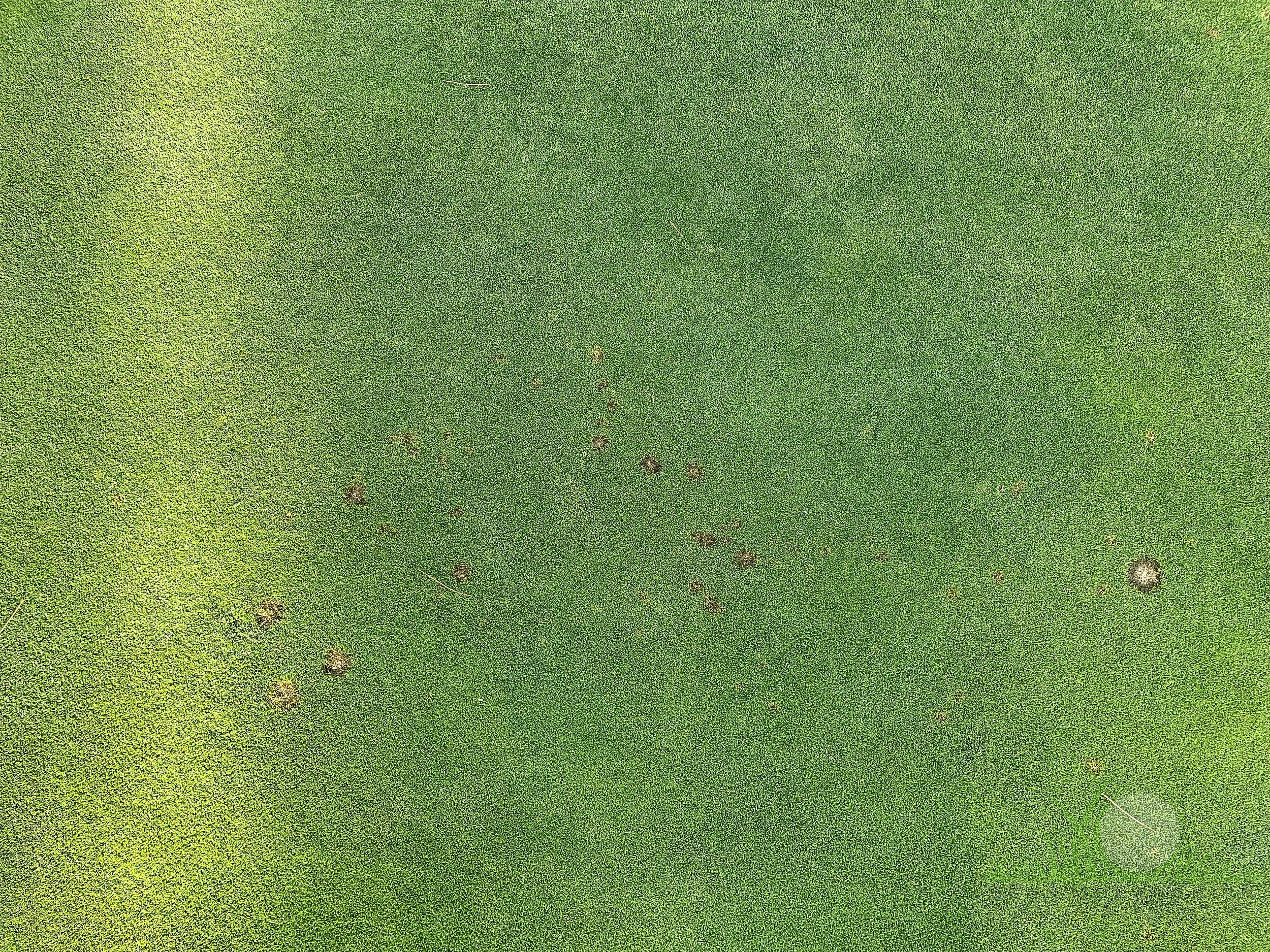 Early outbreak symptoms on Poa annua - City of Industry, CA - © Sean P. McLaughlin
