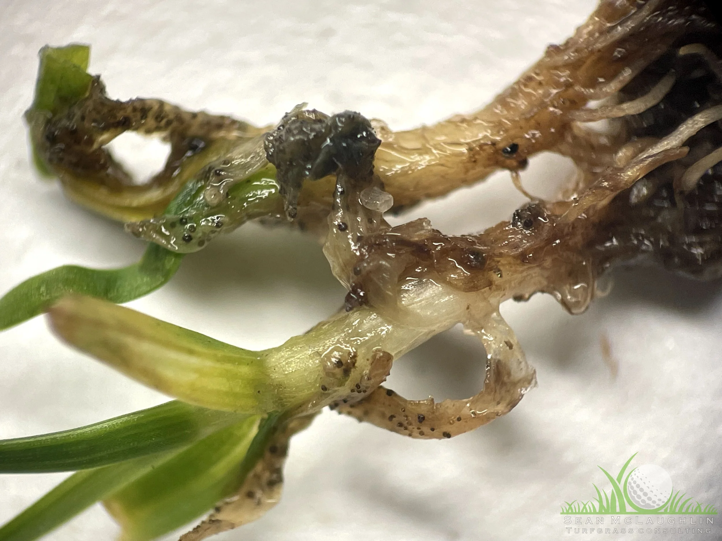 Perithecia on leaf tissue of Poa annua - Industry, CA - © Sean P. McLaughlin