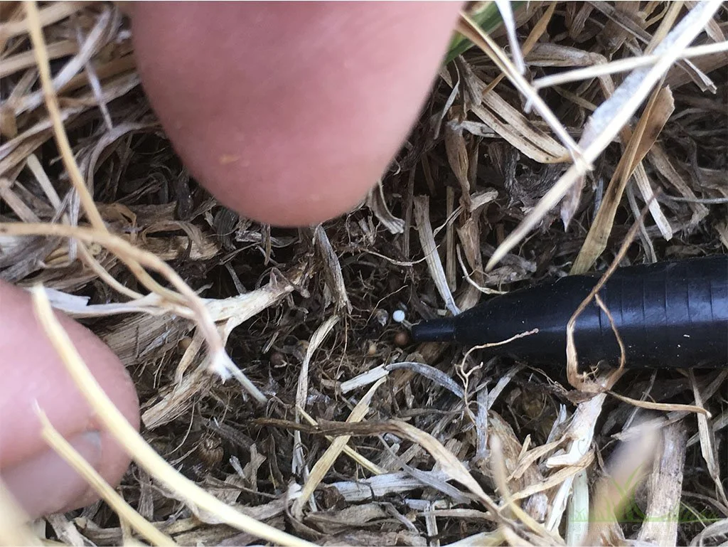 Mature sclerotia in thatch layer of Tall Fescue turf - Pomona, CA - © Sean P. McLaughlin