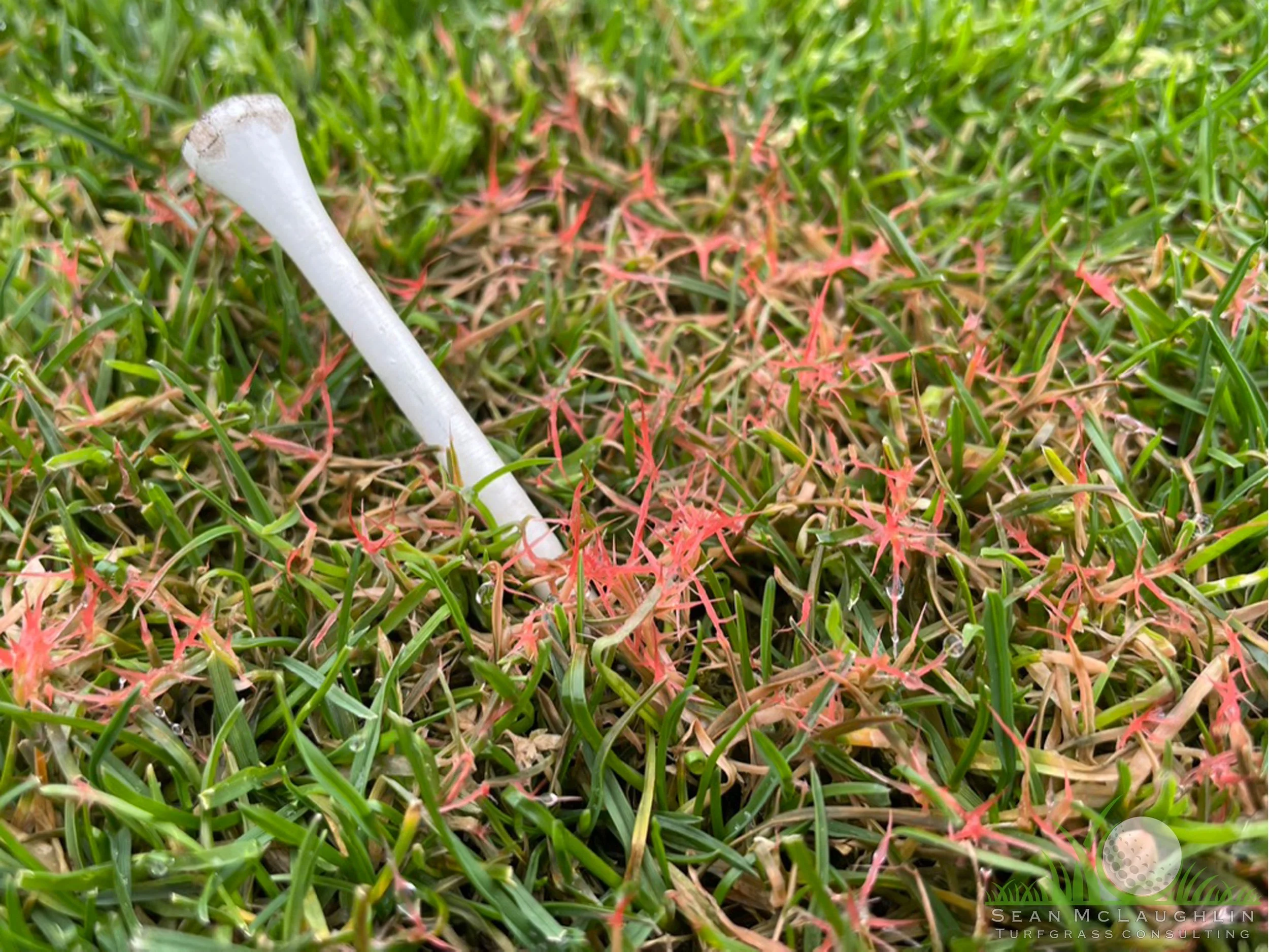 Red fungal mycelium on Perennial Ryegrass foliage - Southern California - © Sean P. McLaughlin