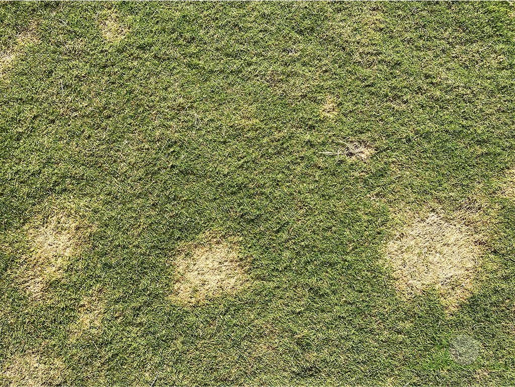Patches of dead hybrid bermudagrass in spring - City of Industry, CA - © Sean P. McLaughlin