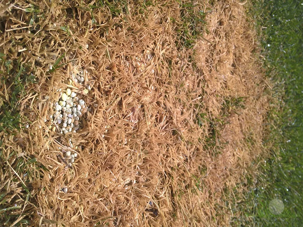 Fertilizer spill/burn - © Sean P. McLaughlin