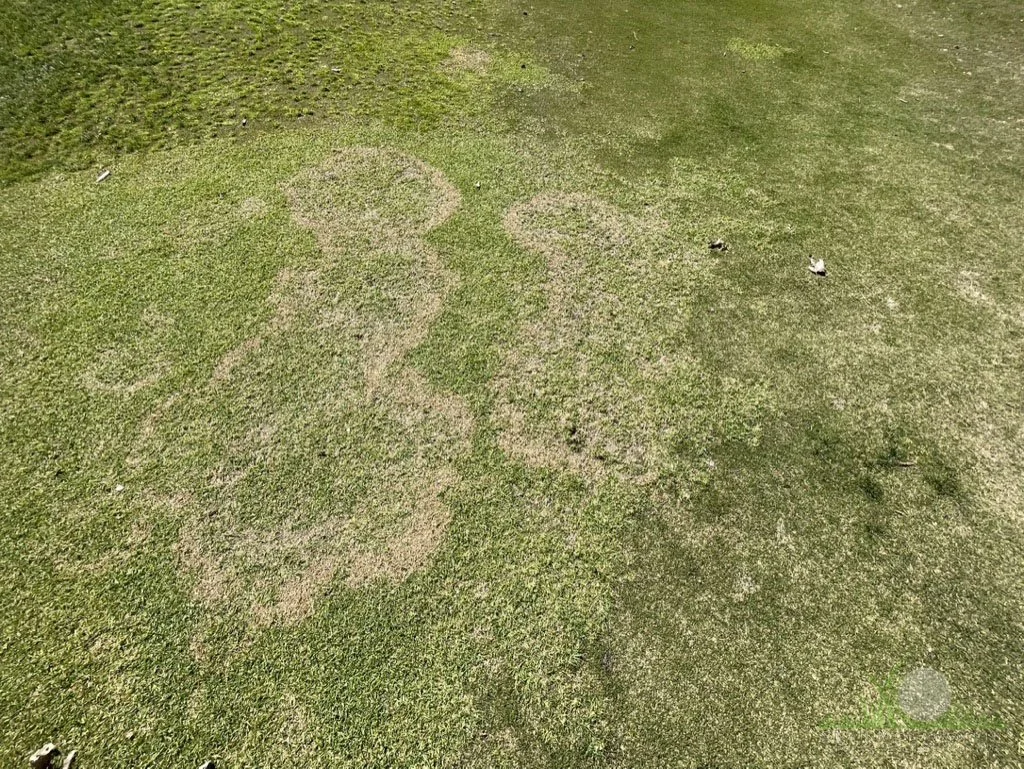 Symptoms on Kikuyugrass - Chino Hills, CA - © Sean P. McLaughlin