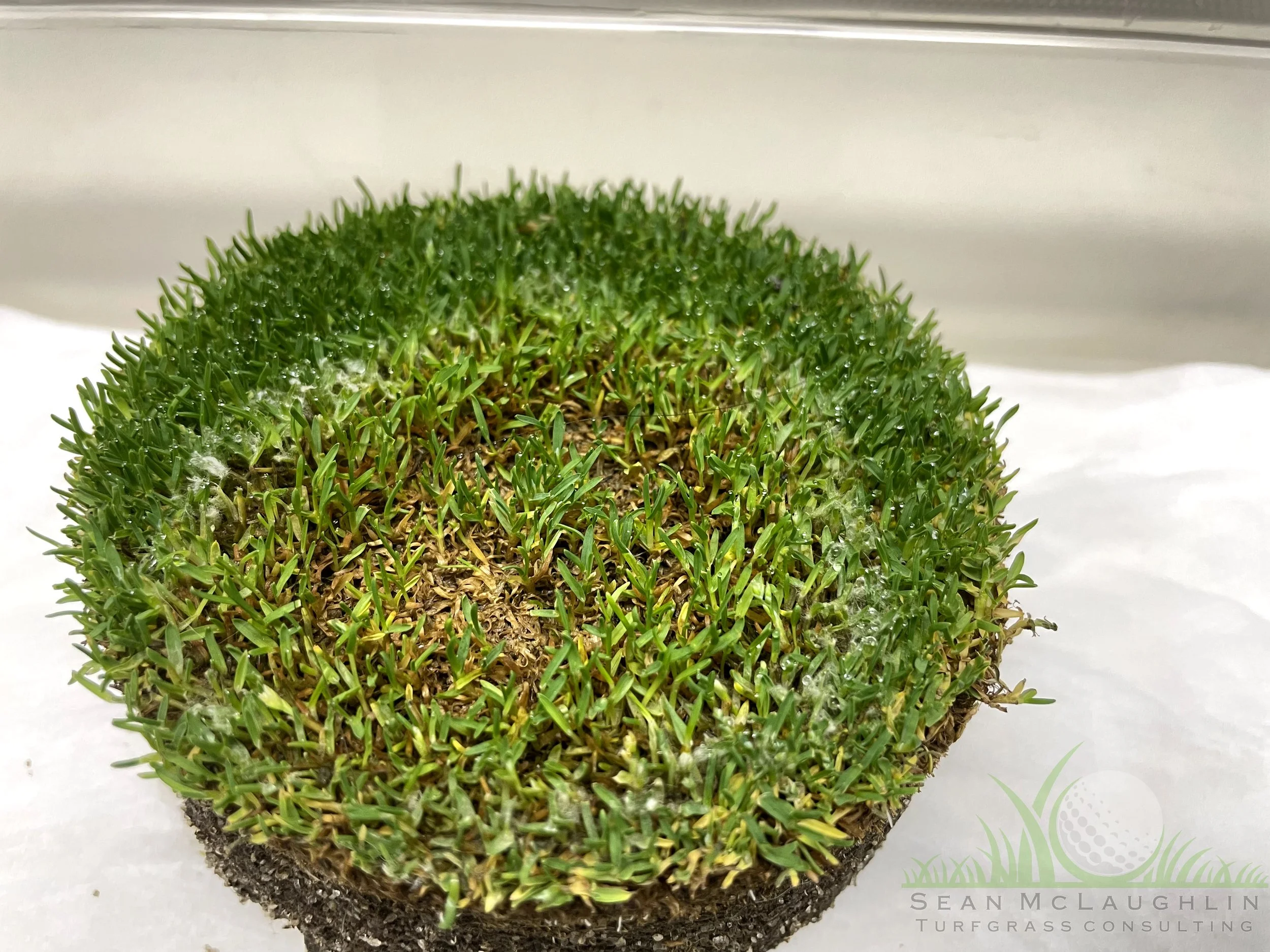 Poa annua green sample after 8 hours incubation - City of Industry, CA - © Sean P. McLaughlin