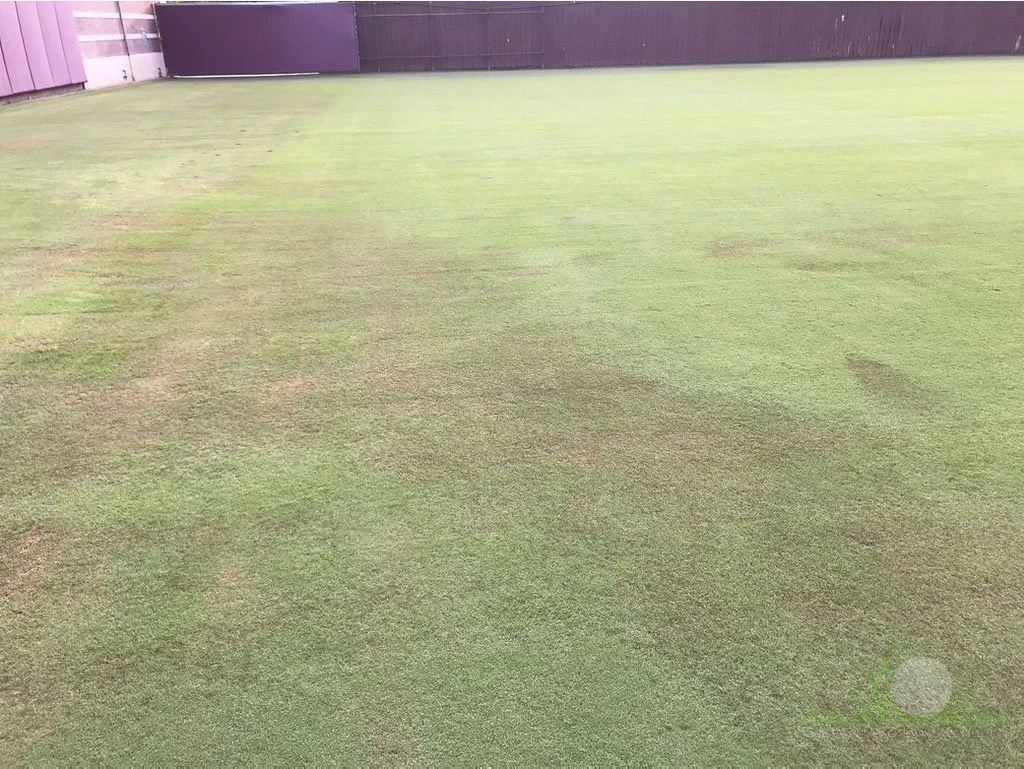Blighted tissue of Hybrid Bermudagrass in winter under growth blankets - Los Angeles, CA - © Sean P. McLaughlin