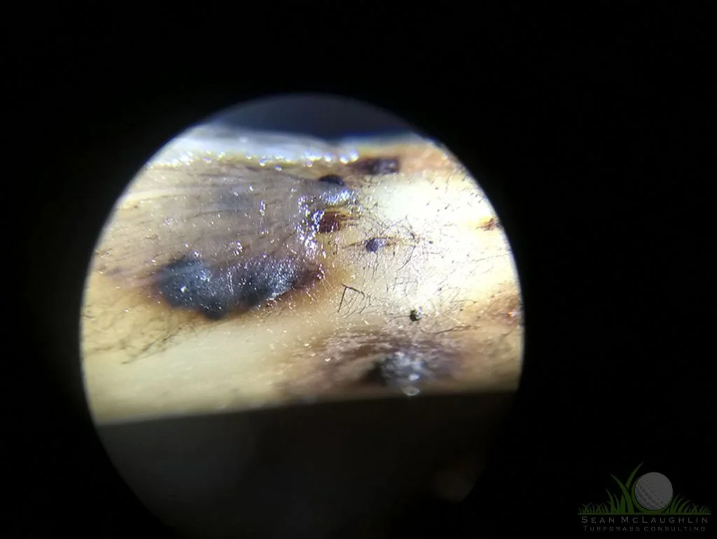 Infected rhizome of Hybrid Bermudagrass under dissecting microscope - © Sean P. McLaughlin