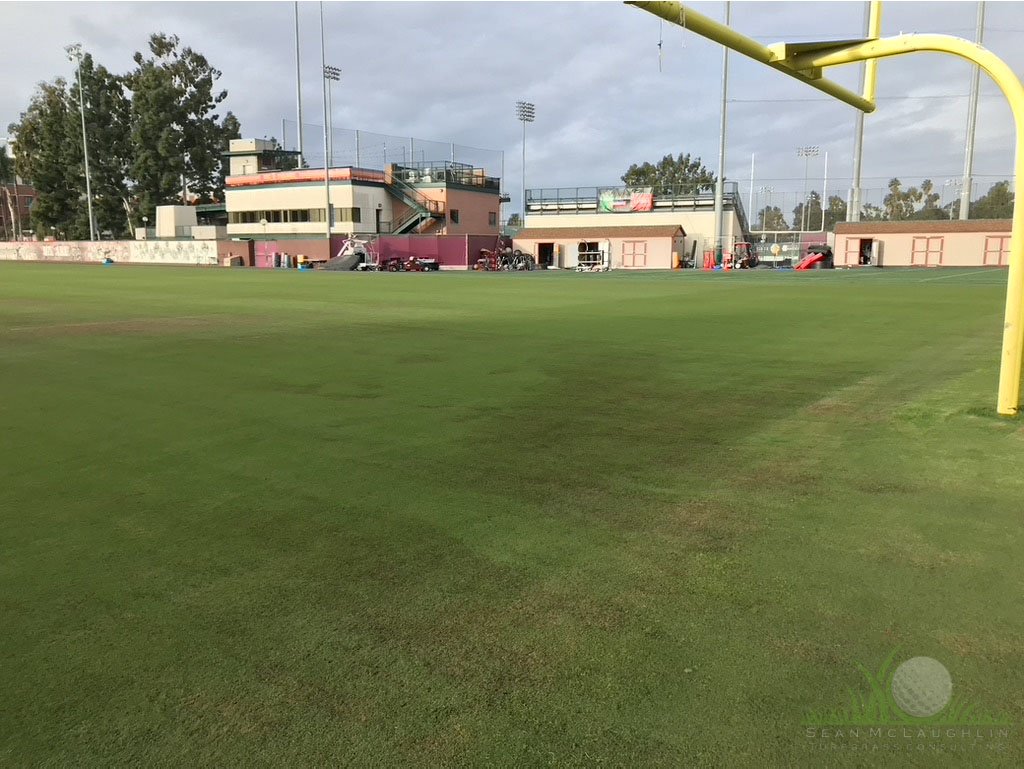 Blighted tissue of Hybrid Bermudagrass in winter under growth blankets - Los Angeles, CA - © Sean P. McLaughlin