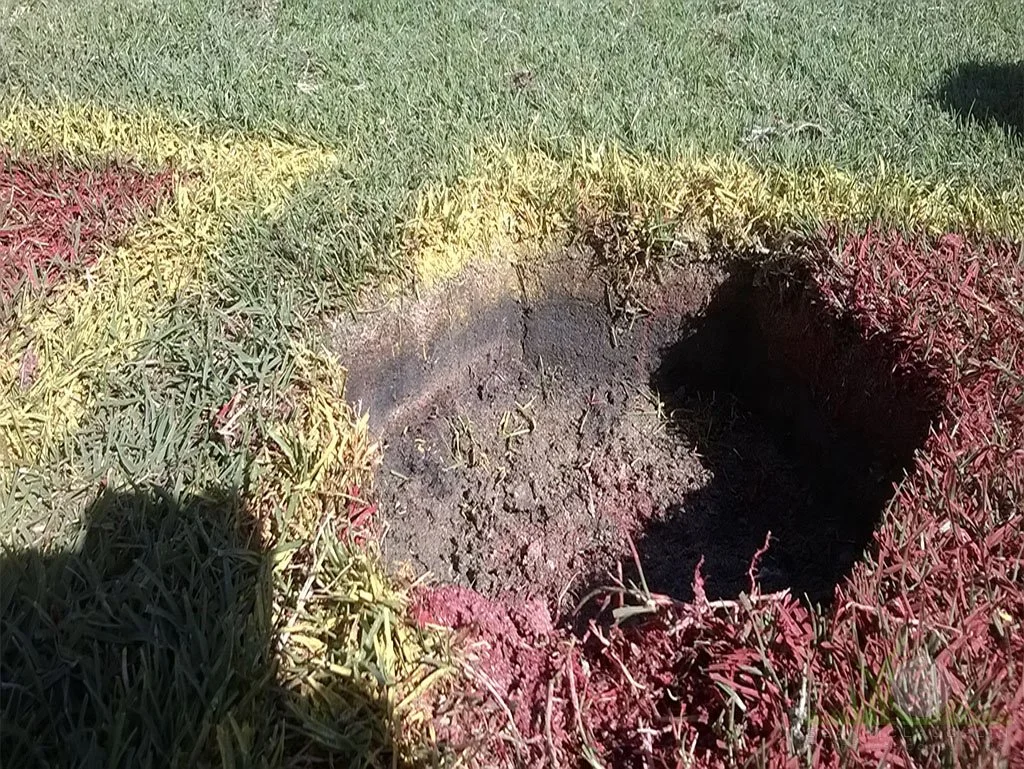 Black layer formation under sod surface on native soil college football field - © Sean P. McLaughlin