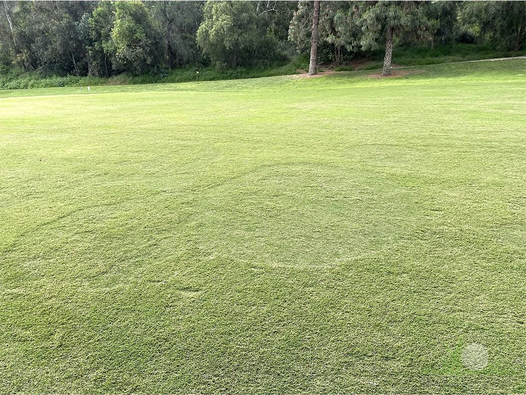 Recovery on Tiffany 419 Bermudagrass - City of Industry, CA - © Sean P. McLaughlin